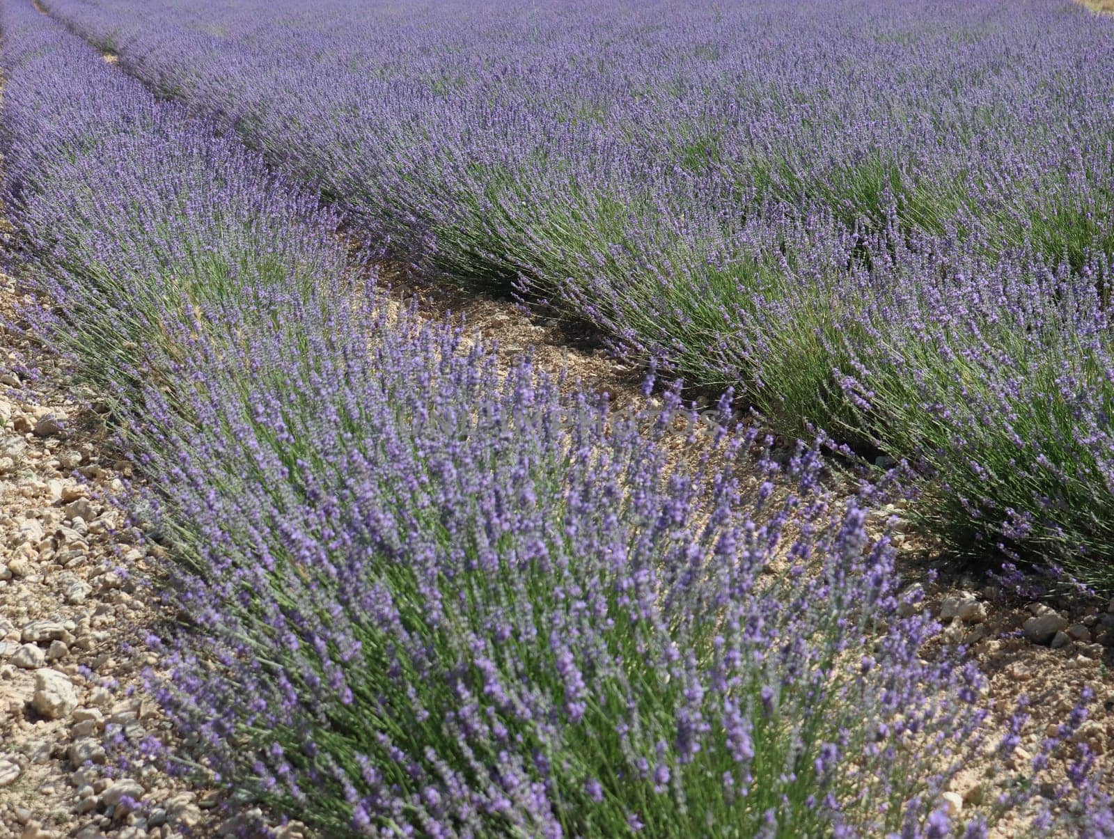 beautiful field lavender flowers aroma natural color insect oils