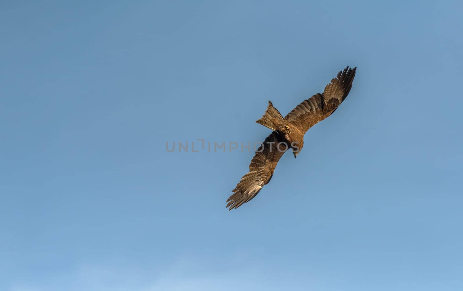 Black kite in flight over the River Ebro in Spain