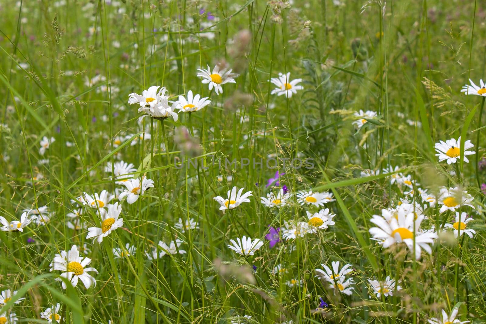 Ox-eye Daisy (Leucanthemum vulgare) in garden