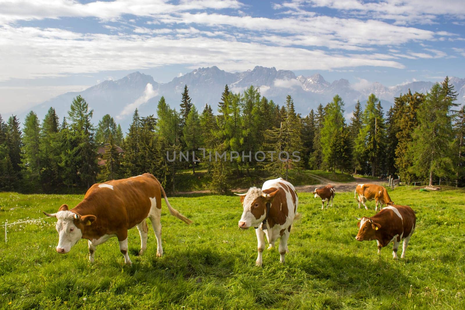 cows at an alpine meadow - landscape of Lienz Dolomites in Austria. Massive Alpine mountains. East Tyrol