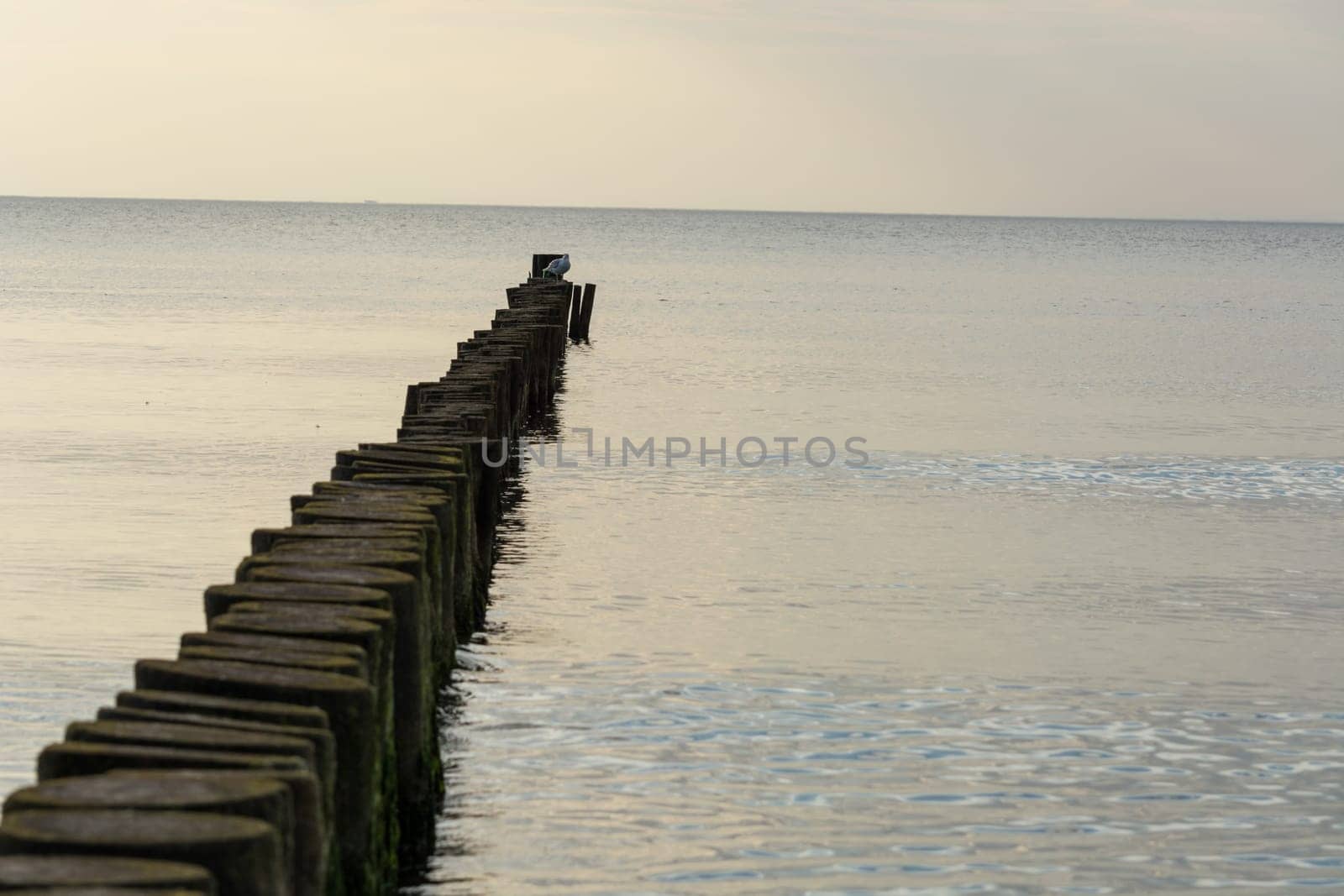 White gulls standing on a wooden breakwater. a row of logs driven into the sea floor. Birds are watching what is happening. Gulls rest on the breakwater. The sea wave moves along the breakwater.