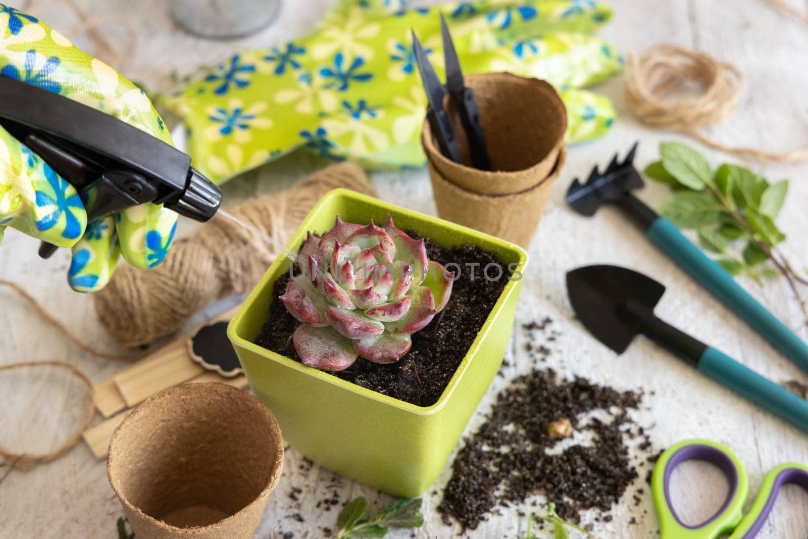 Watering succulent sprout in a green vase near garden tools close up. Indoor gardening hobbie