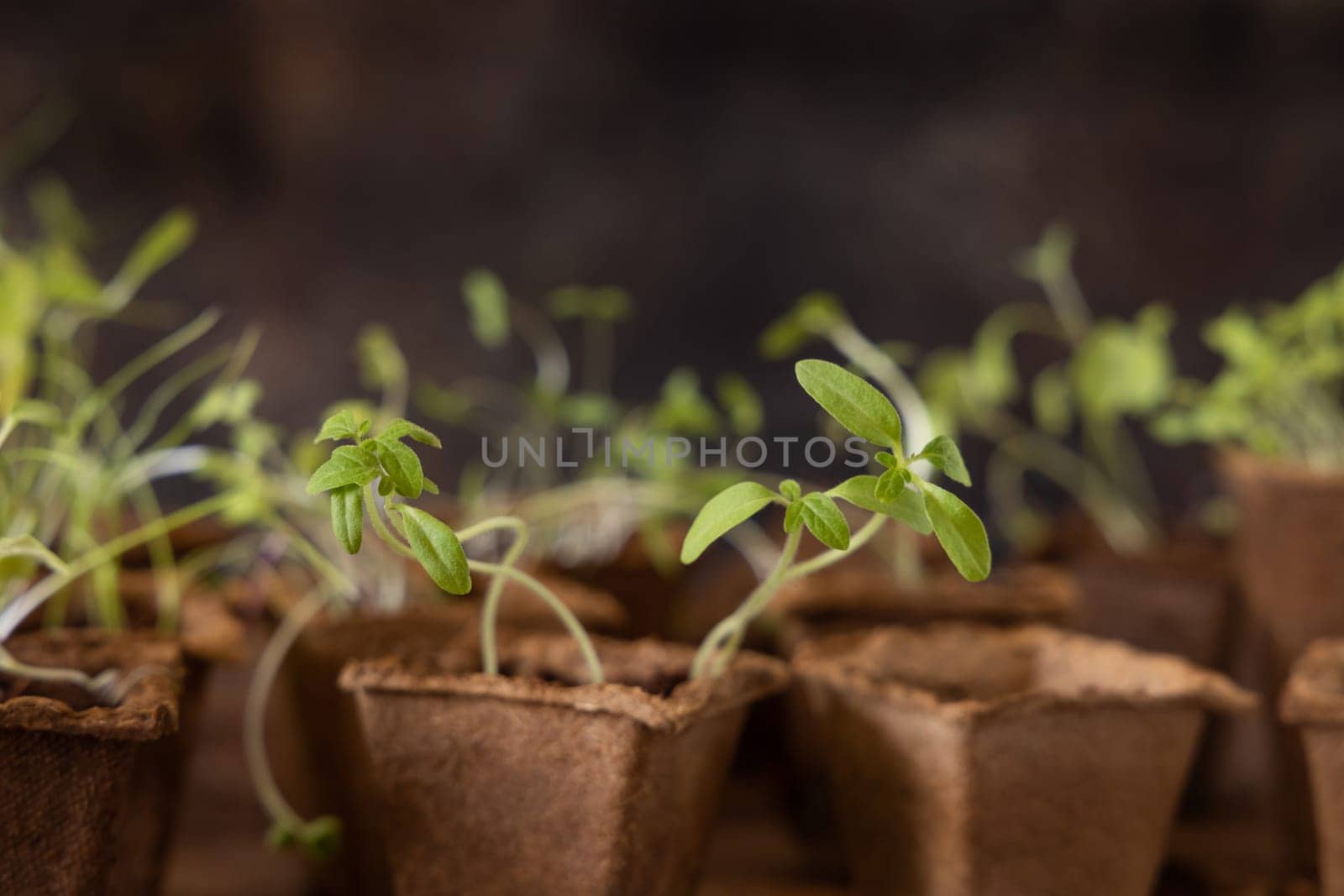 Vegetable and herbs seedlings growing in a biodegradable pots on wooden table close up. Urban Indoor gardening, homegrown plants, germination at home