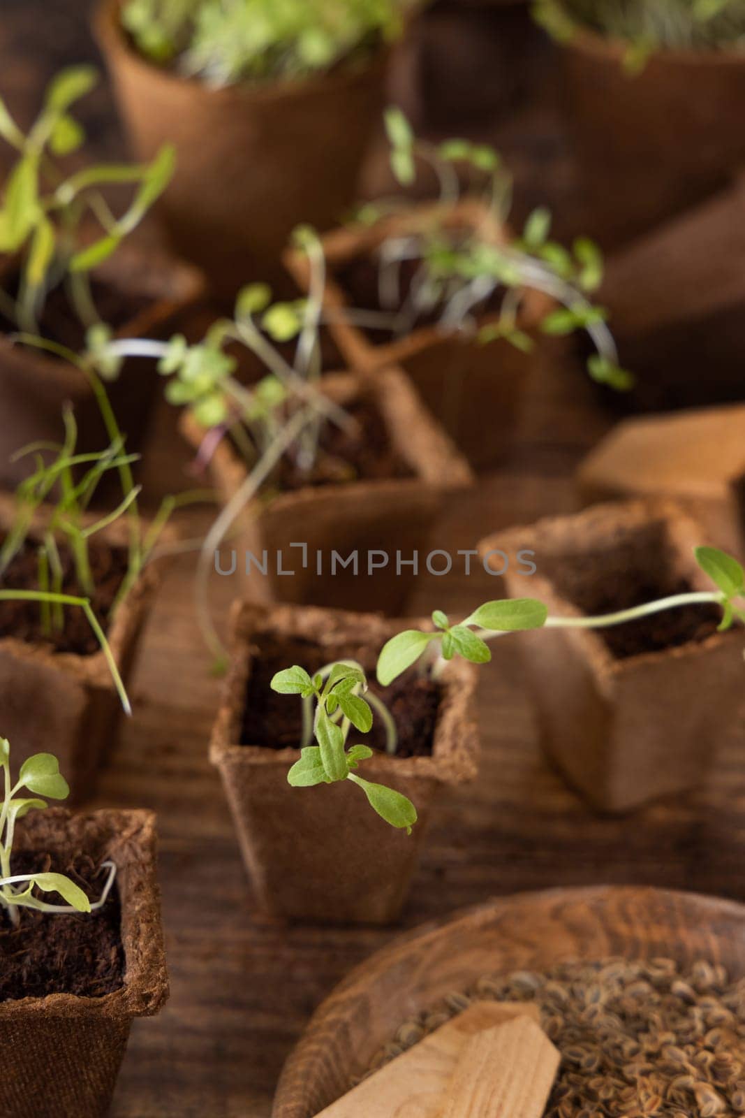 Vegetable and herbs seedlings growing in a biodegradable pots on wooden table close up. Urban Indoor gardening, homegrown plants, germination at home