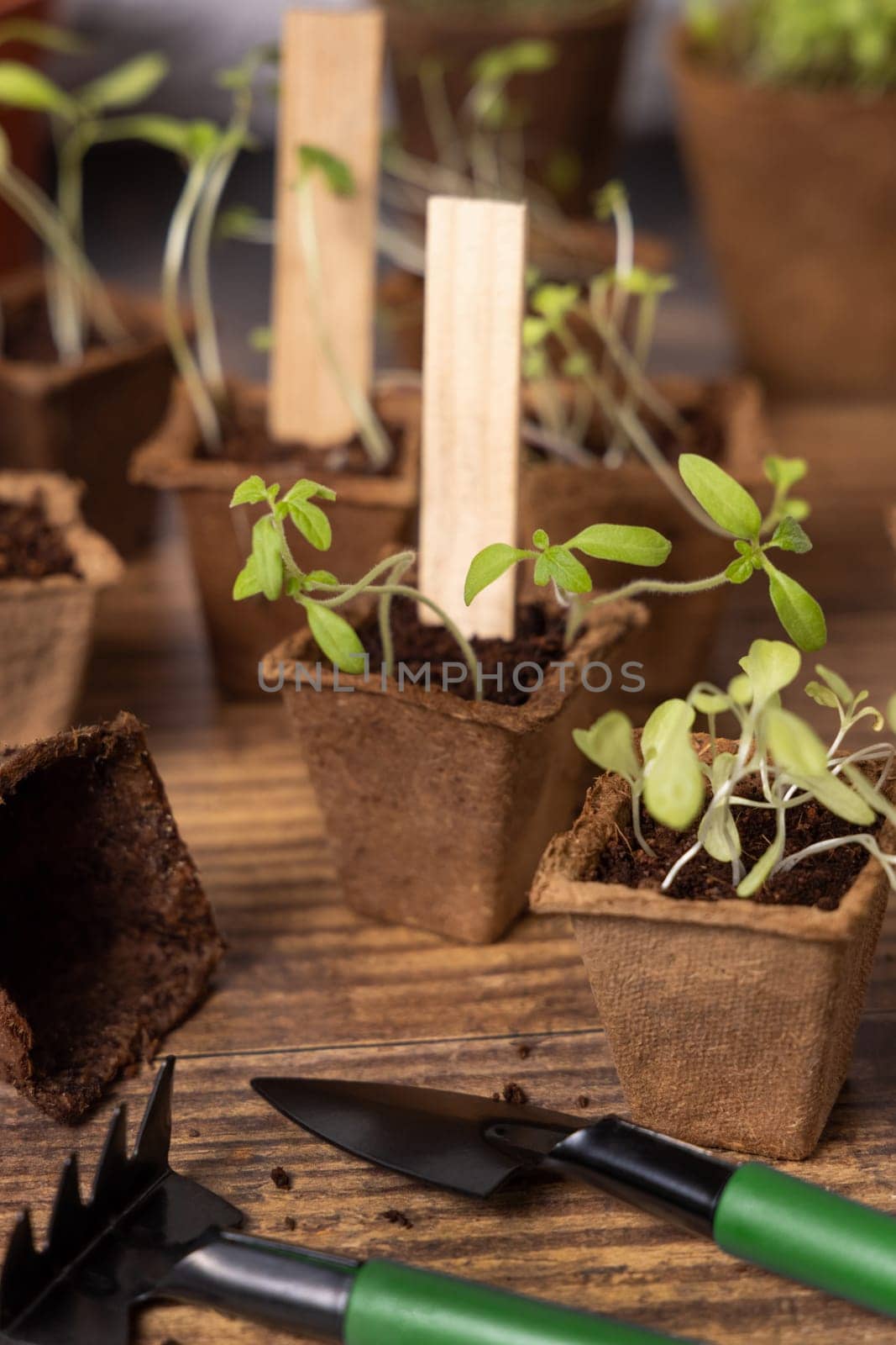 Vegetable and herbs seedlings growing in a biodegradable pots on wooden table close up. Indoor gardening with small garden tools. Urban gardening, homegrown plants, herb seeds germination at home