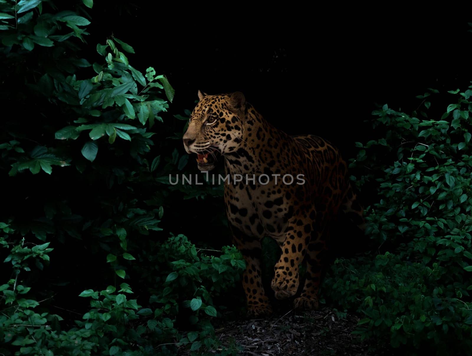jaguar in tropical rainforest at night dark background