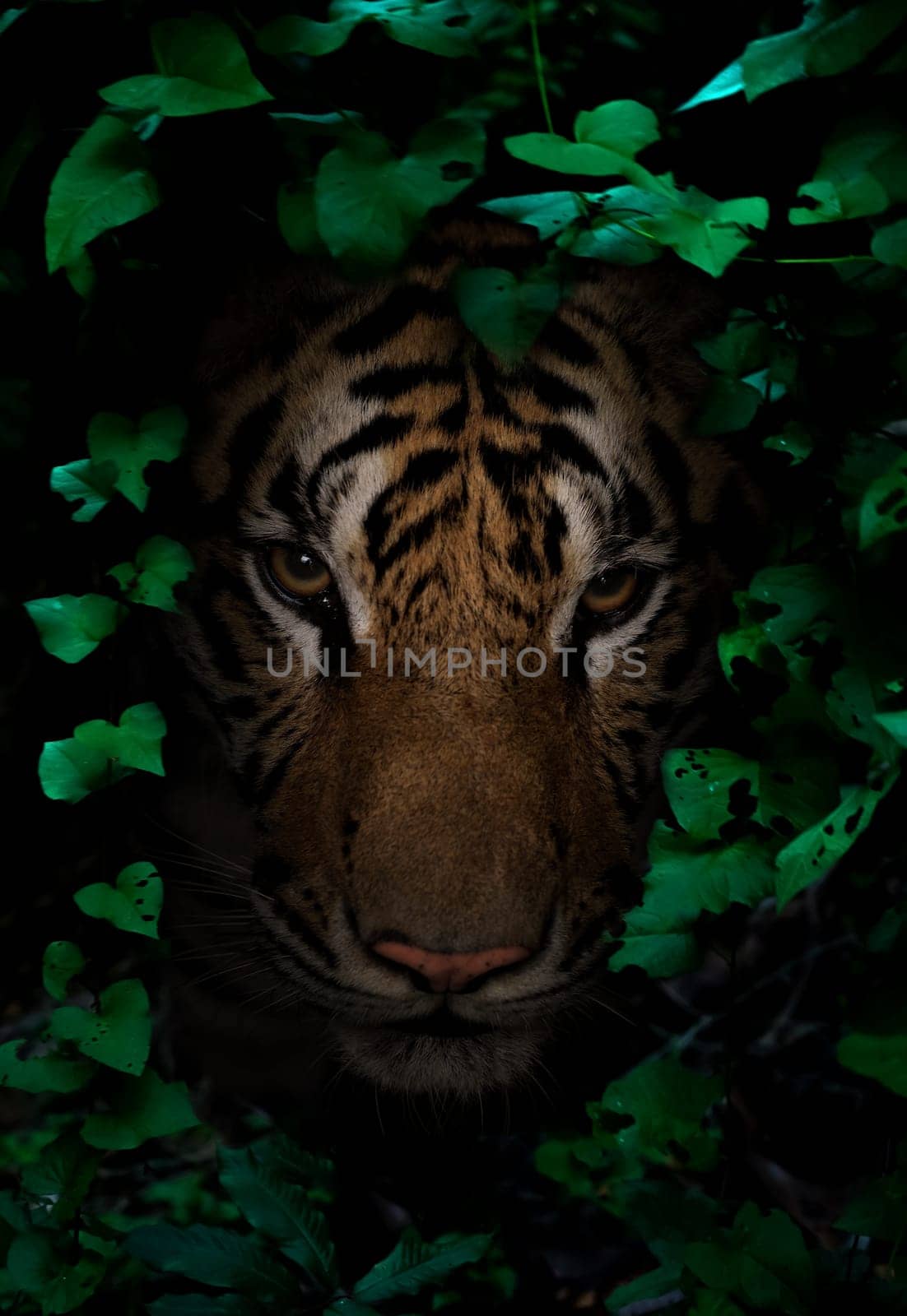 tiger in tropical rainforest at night  dark background