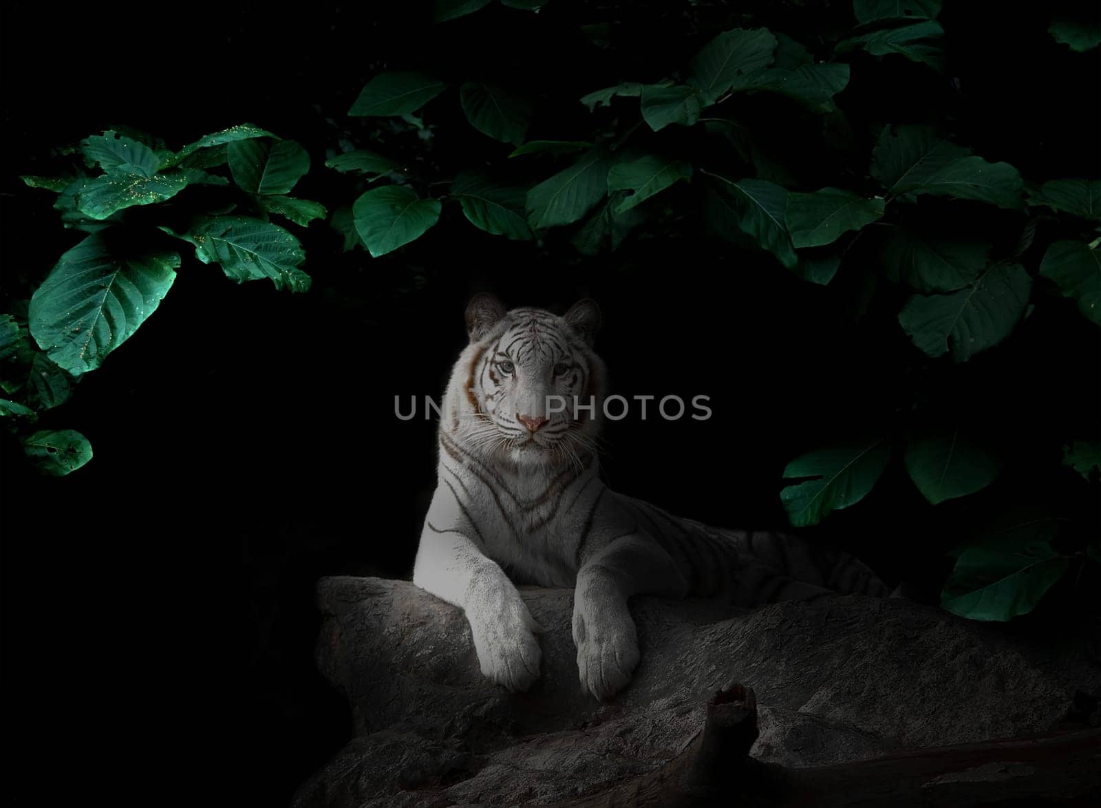 white tiger in tropical rainforest at night  dark background