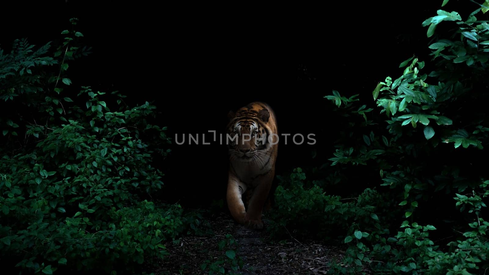tiger in tropical rainforest at night  dark background
