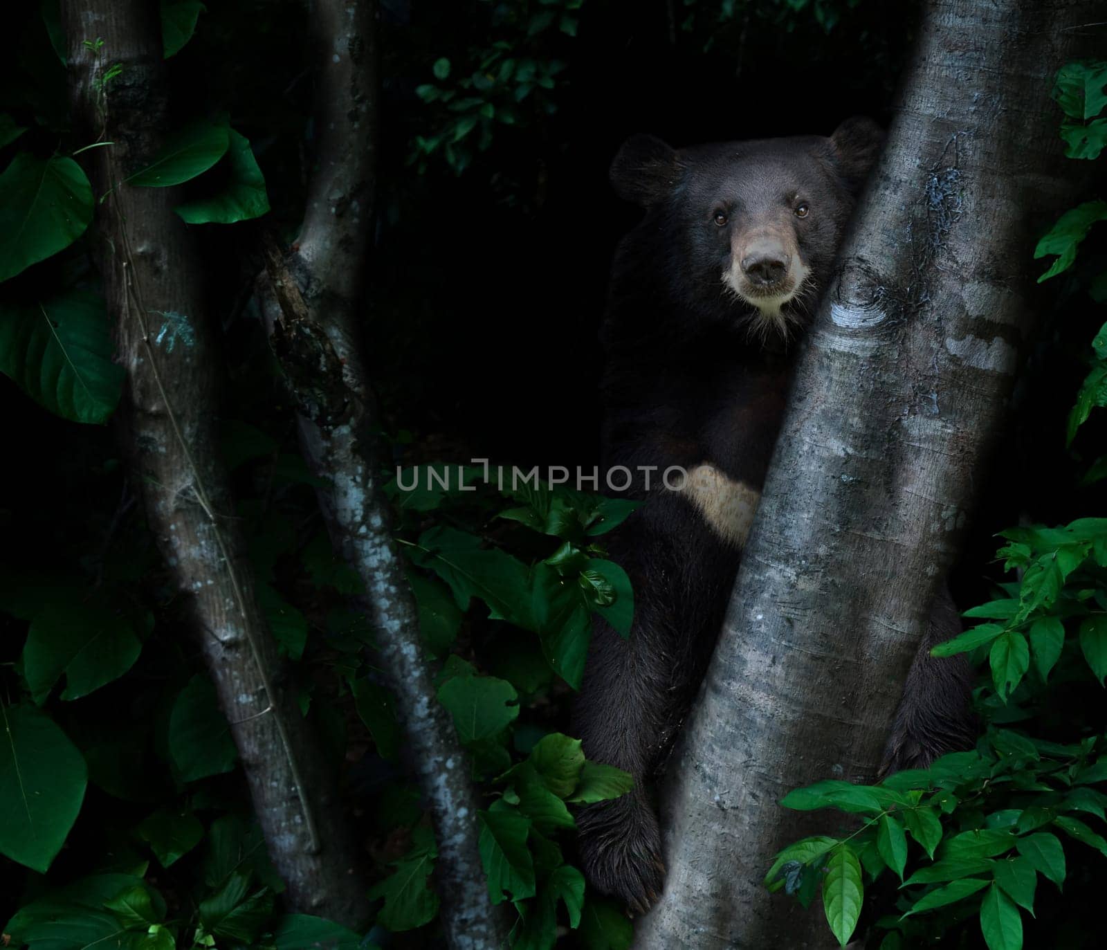 asiatic black bear in tropical rainforest at night  dark background