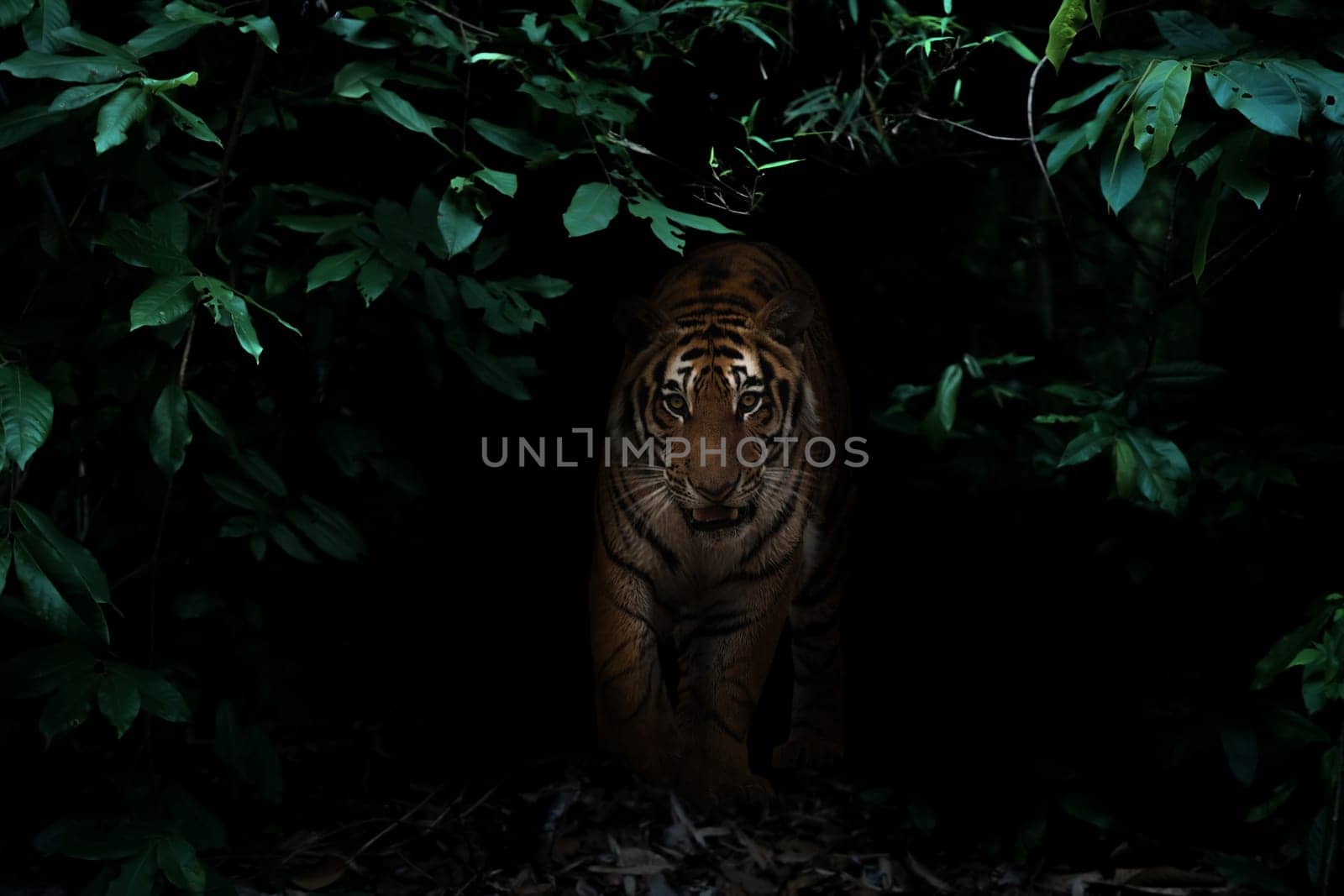 tiger in tropical rainforest at night  dark background