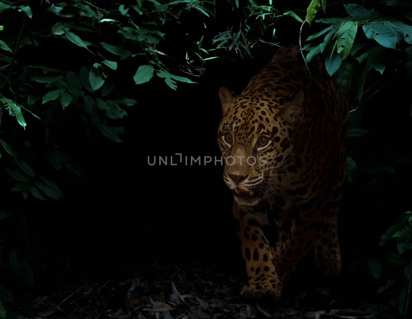 jaguar in tropical rainforest at night dark background