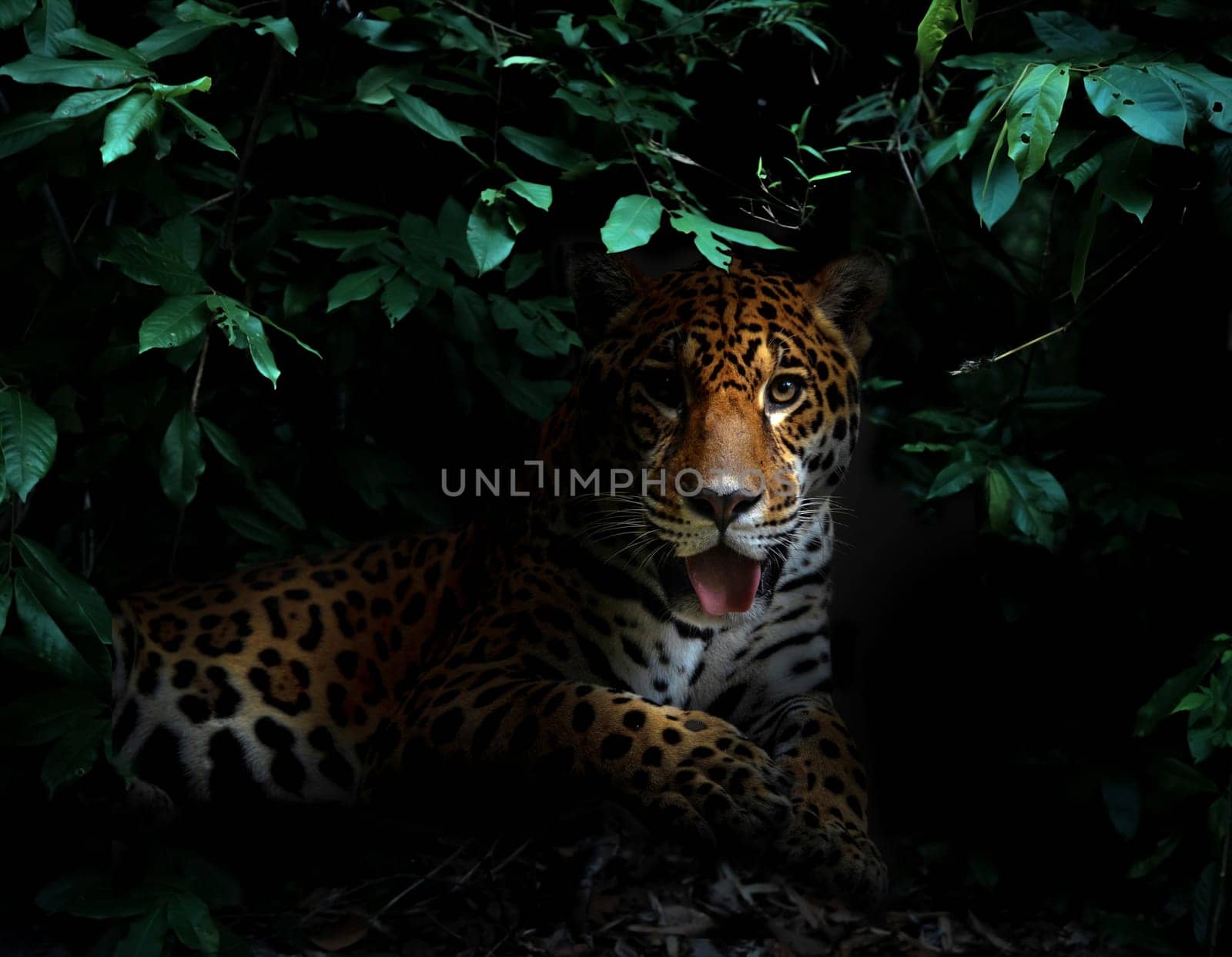 jaguar in tropical rainforest at night dark background