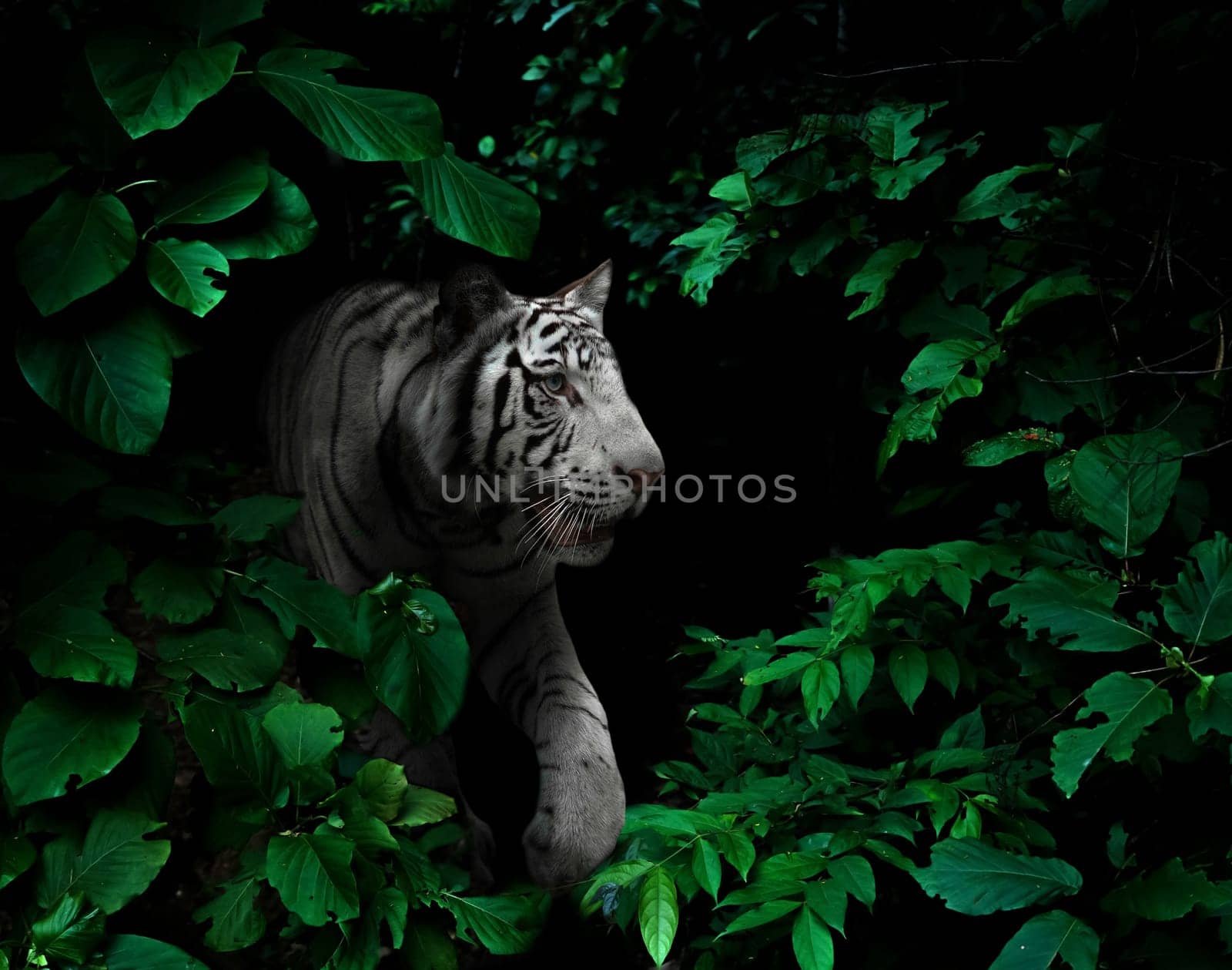 white tiger in tropical rainforest at night  dark background