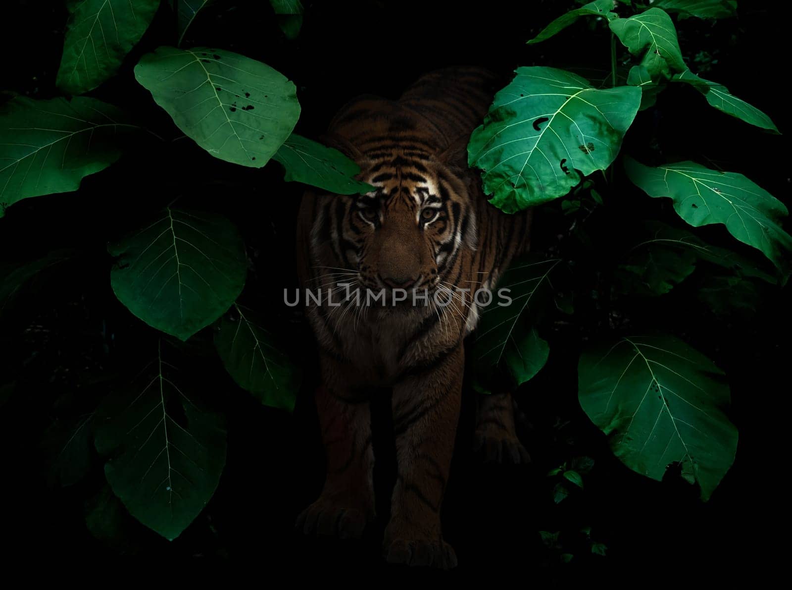 tiger in tropical rainforest at night  dark background