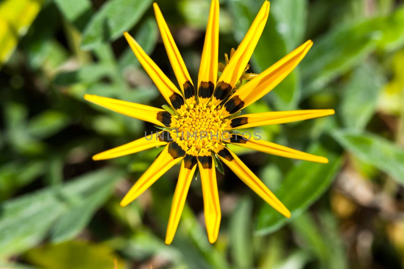 A close-up photo of a yellow rudbeckia flower on a dark background