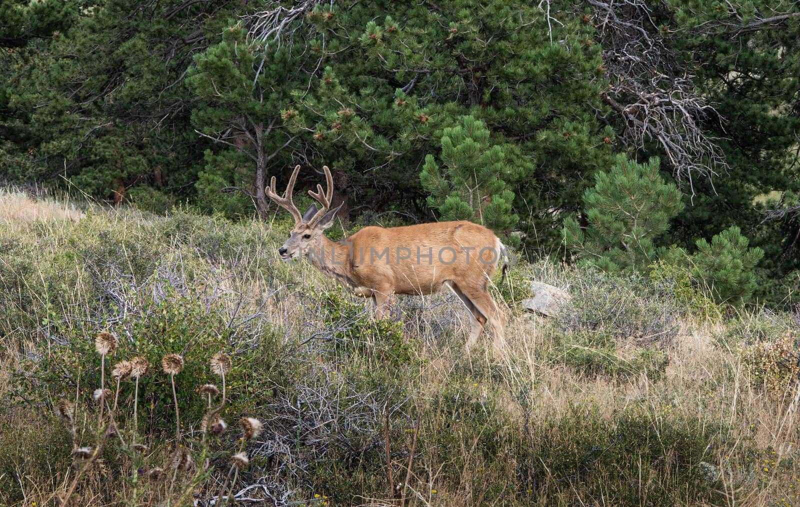 Buck Deer grazing in a meadow
