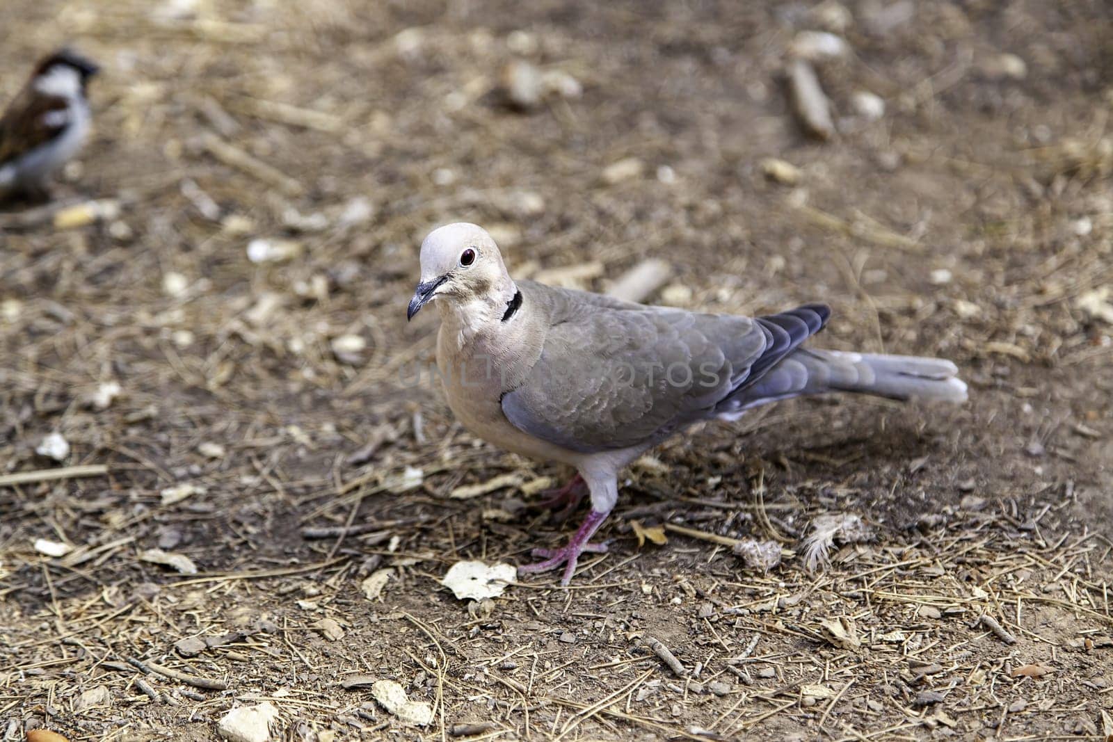Wild bird in nature, wild bird in freedom