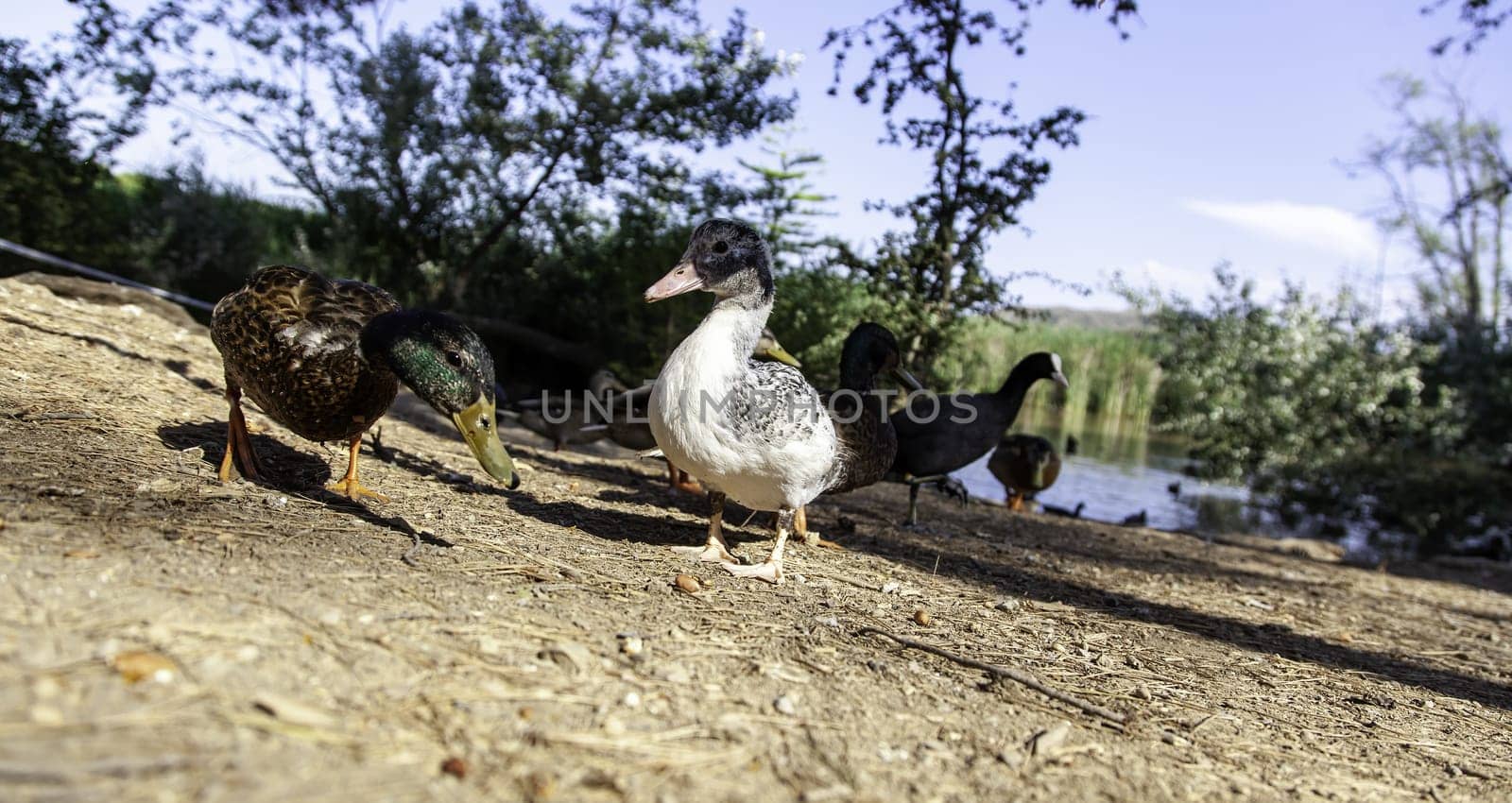 Wild bird detail in nature, animal care