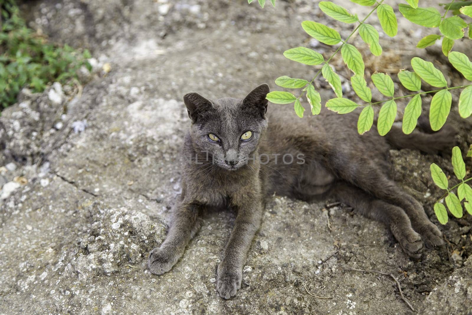 Homeless cat detail on the street