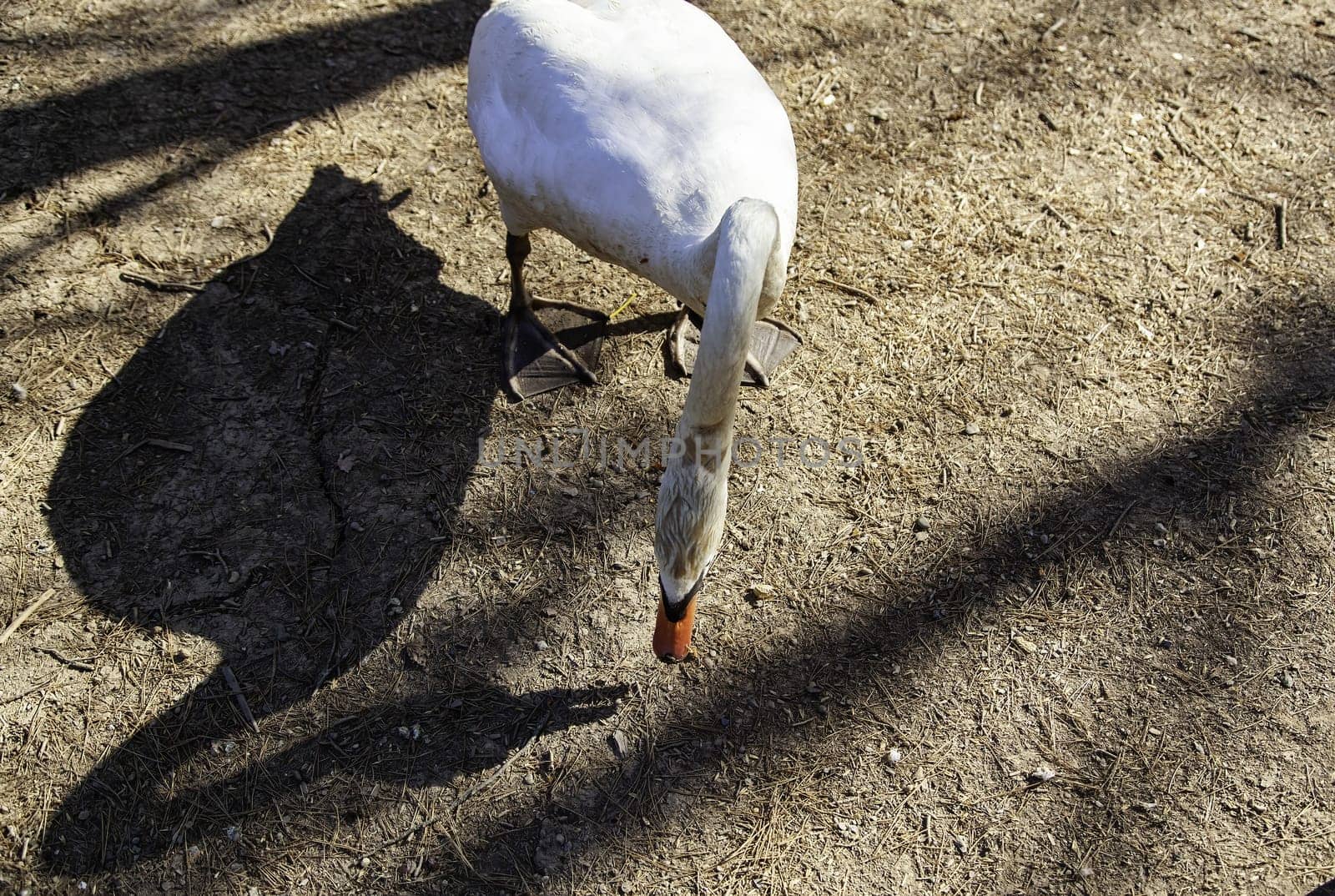 Wild bird detail in nature