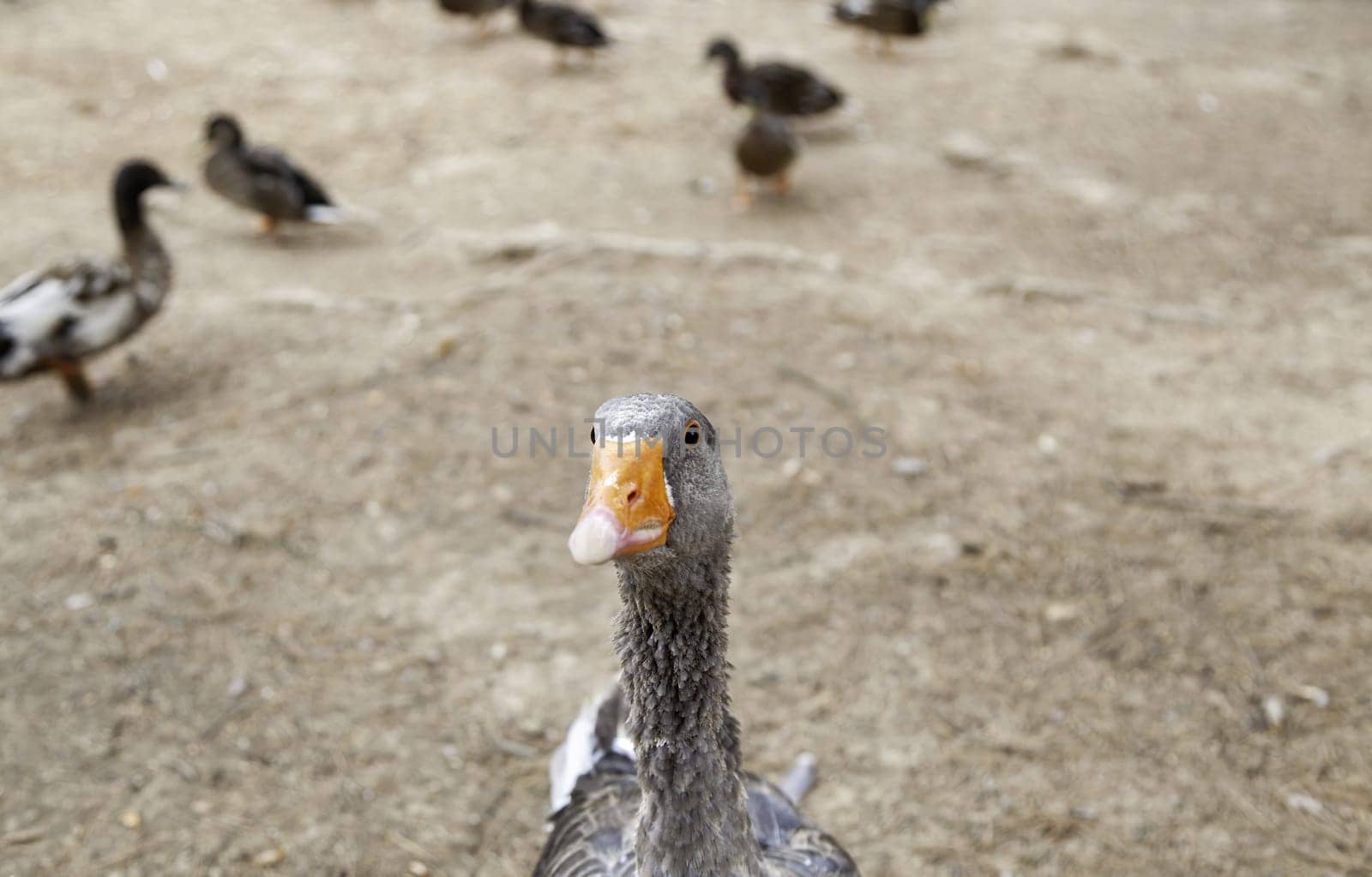 Detail of wild bird in nature, animal care and feeding