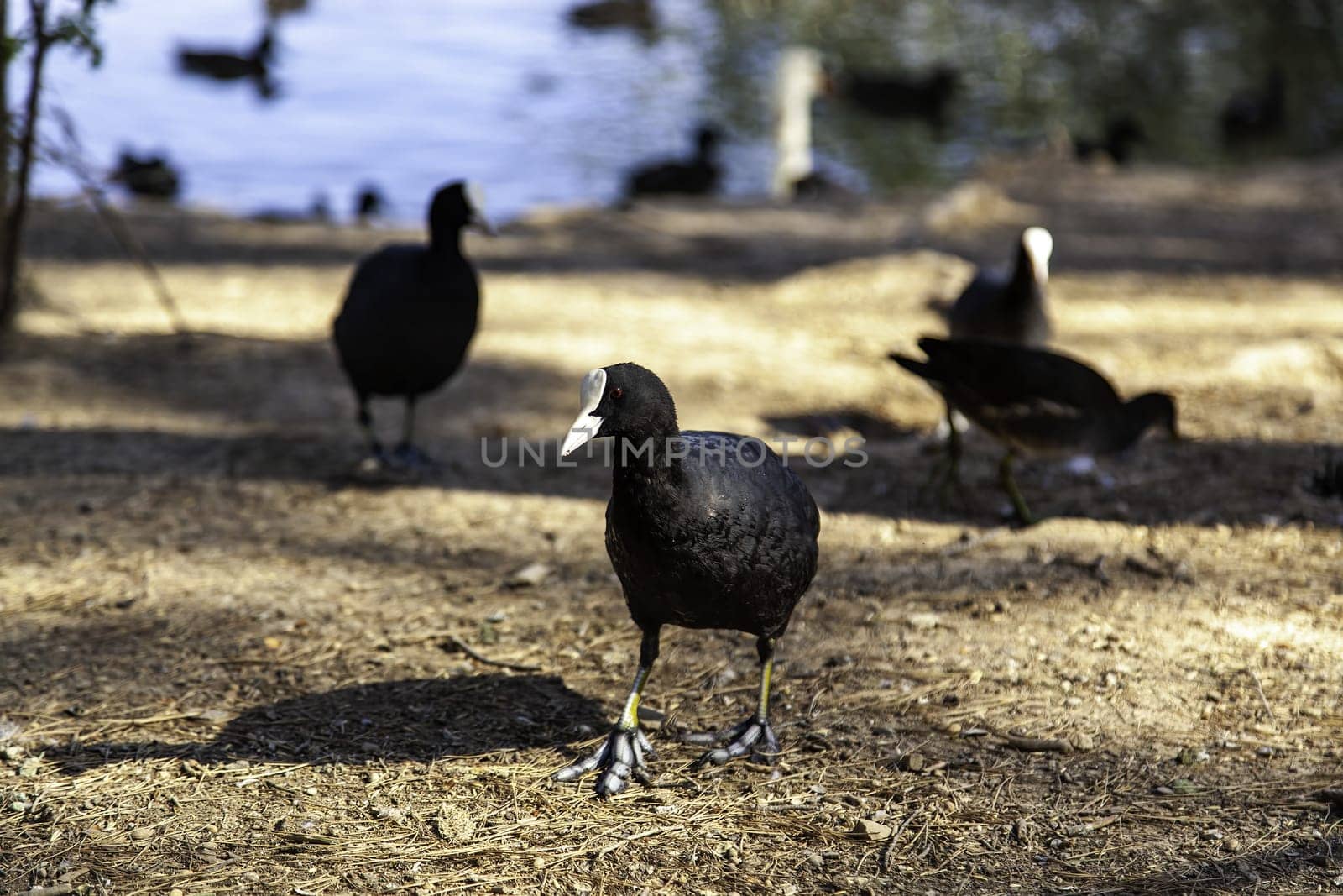 Detail of wild birds in nature, wild fauna