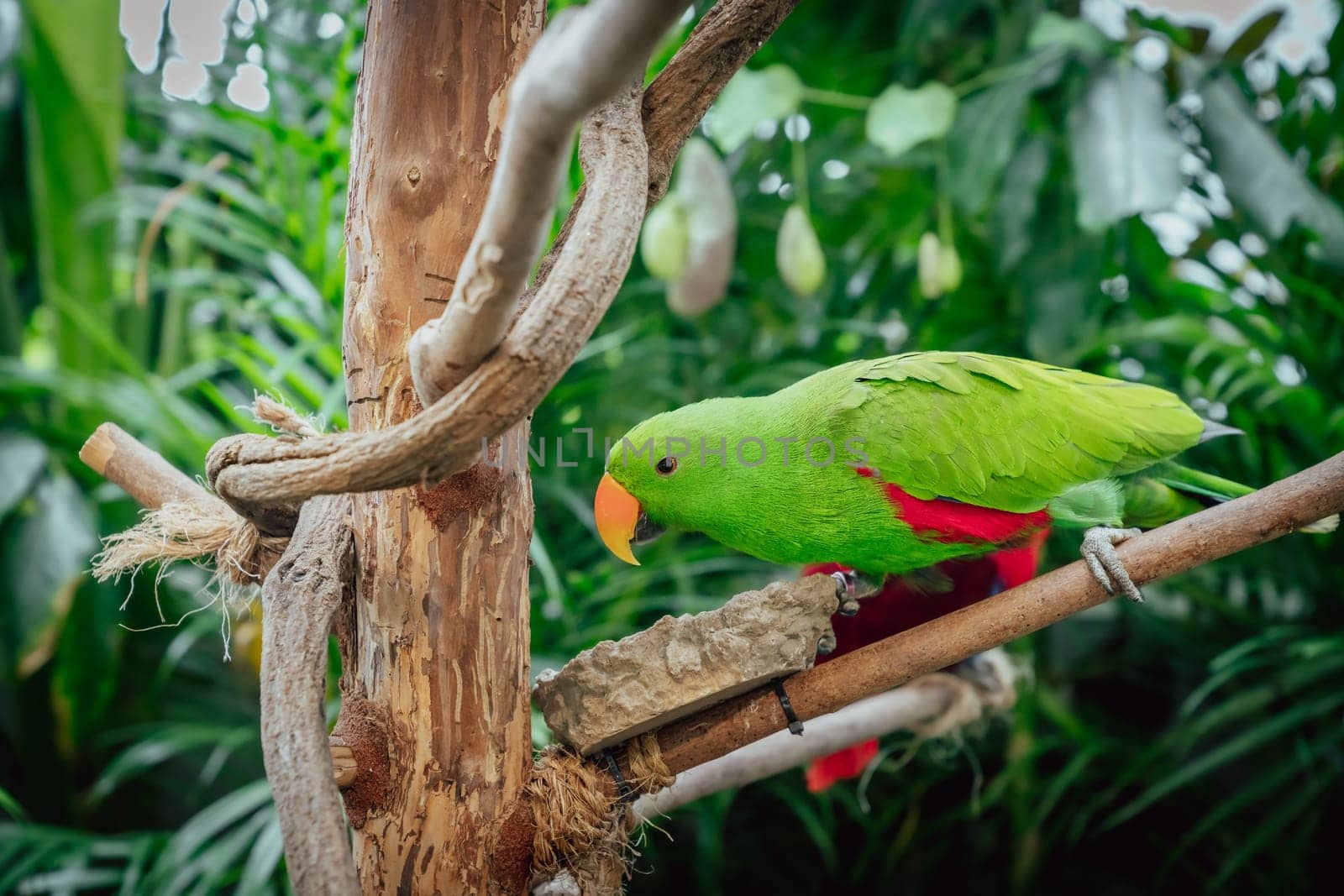 Portrait of Eclectus roratus parrot in bird sanctuary