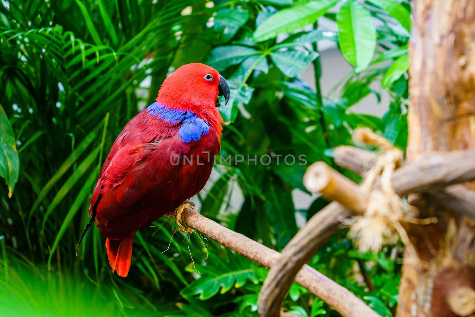 Portrait of Papuan Eclectus parrot in a natural habitat