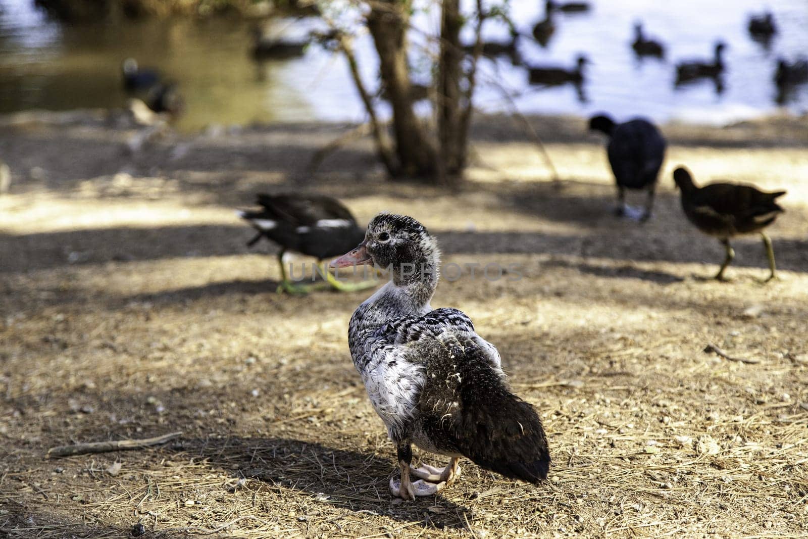 Wild bird detail in nature, animal care