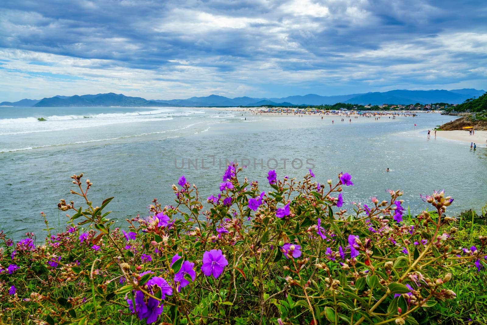 Scenic view of  Praia Guarda do Embau beach with wildflowers in the foreground
