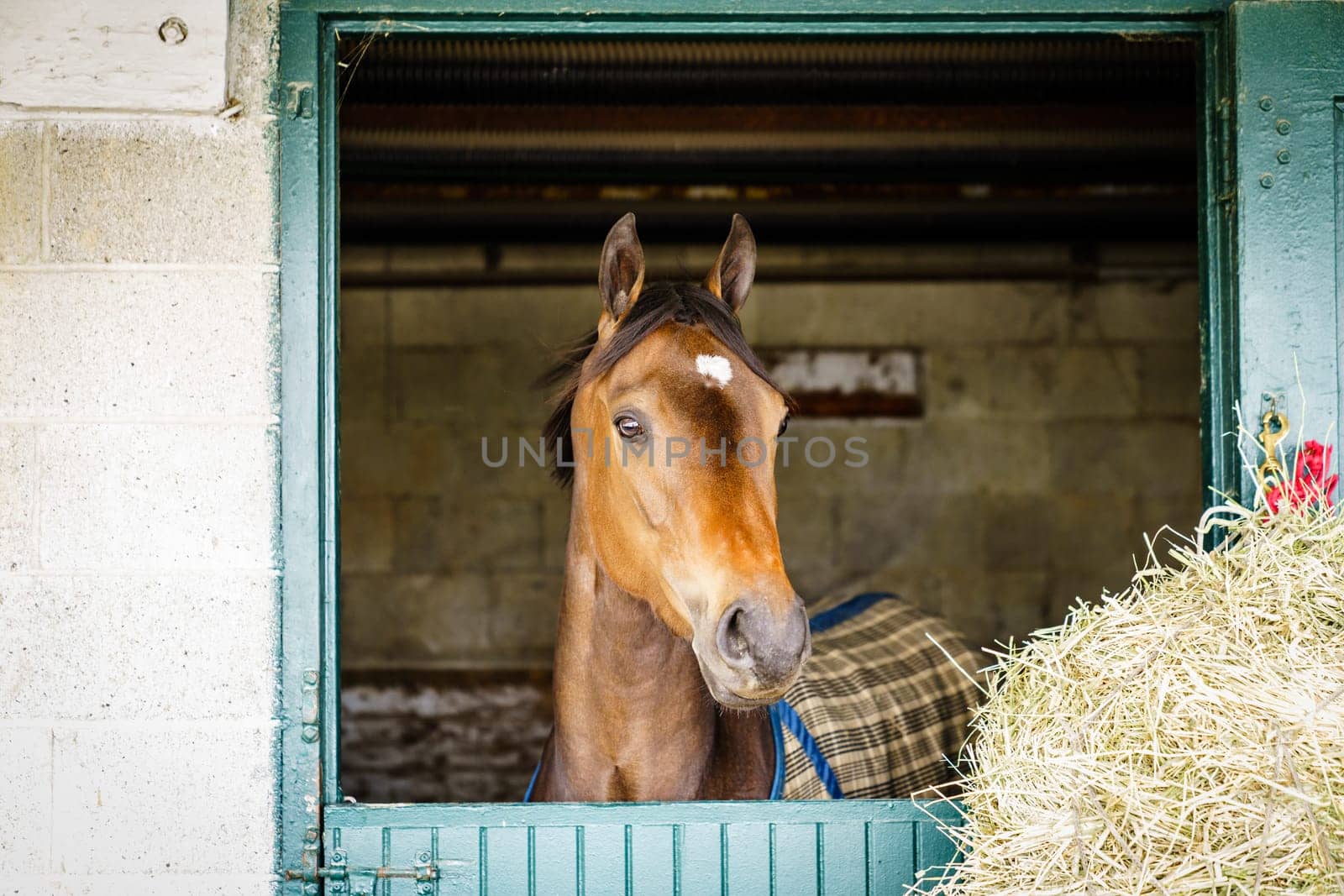 Thoroughbred race horse in a stable in Lexington, Kentucky