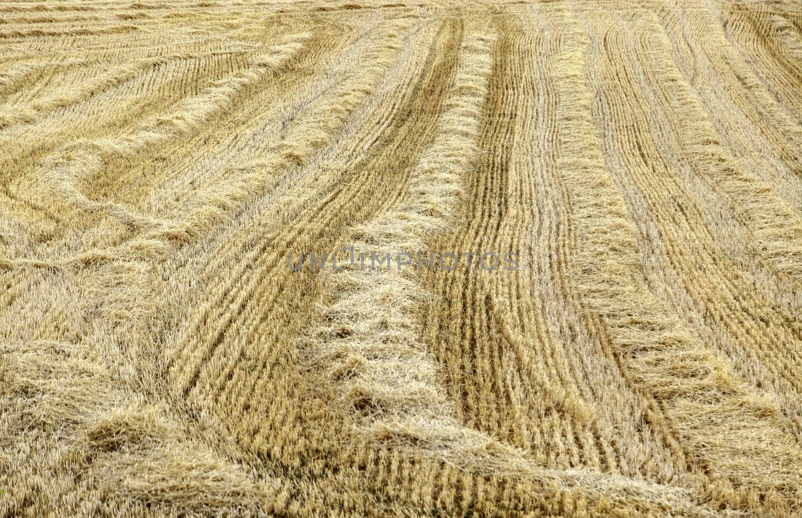 Cereal harvesting detail in a crop field