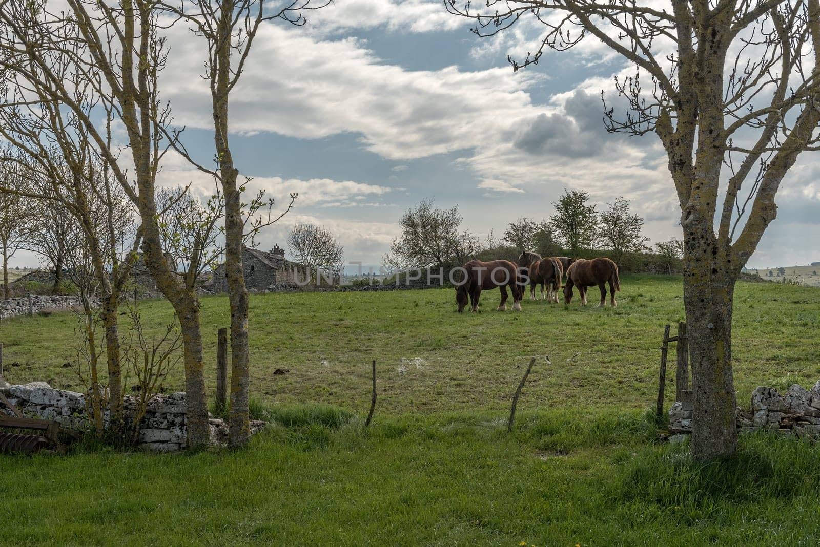 Draft horses in the meadow in the Cevennes, Occitania, France