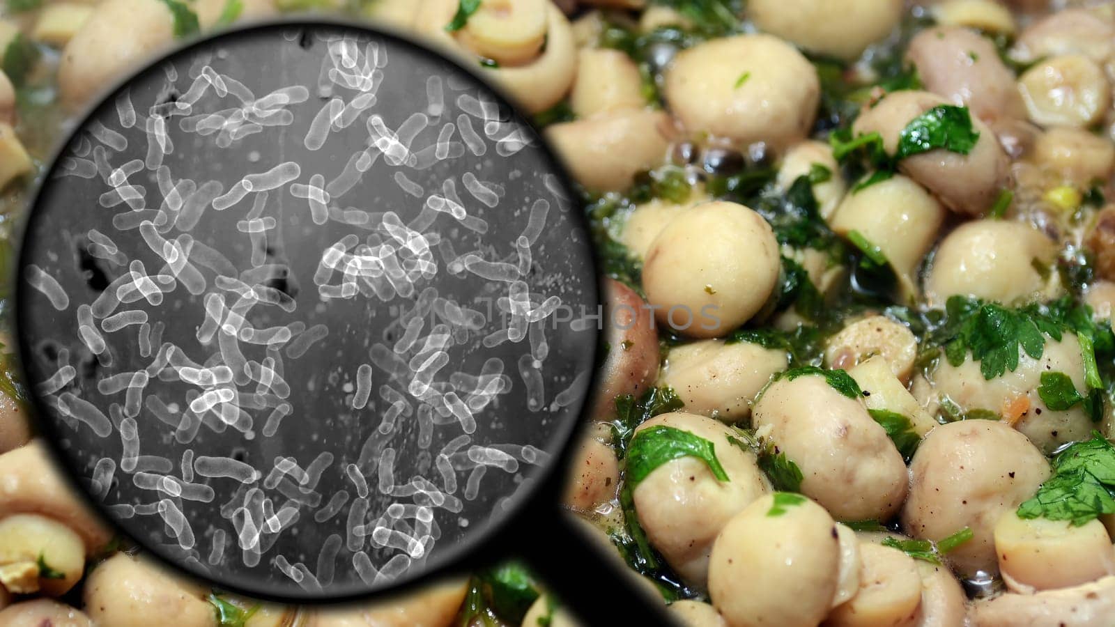 Searching for bacteria in mushrooms,Searching for bacteria in mushrooms