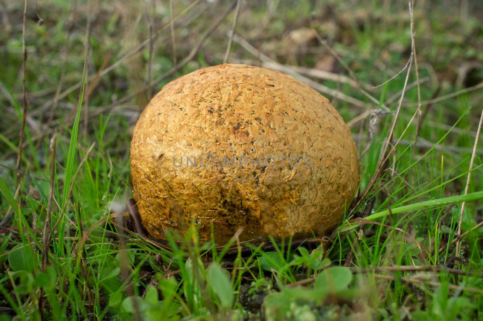 Mature spiney puffball mushroom or Lycoperdon perlatum. Closeup
