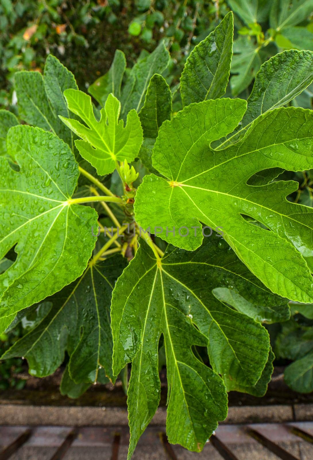 Fig tree top foliage. Overhead shot