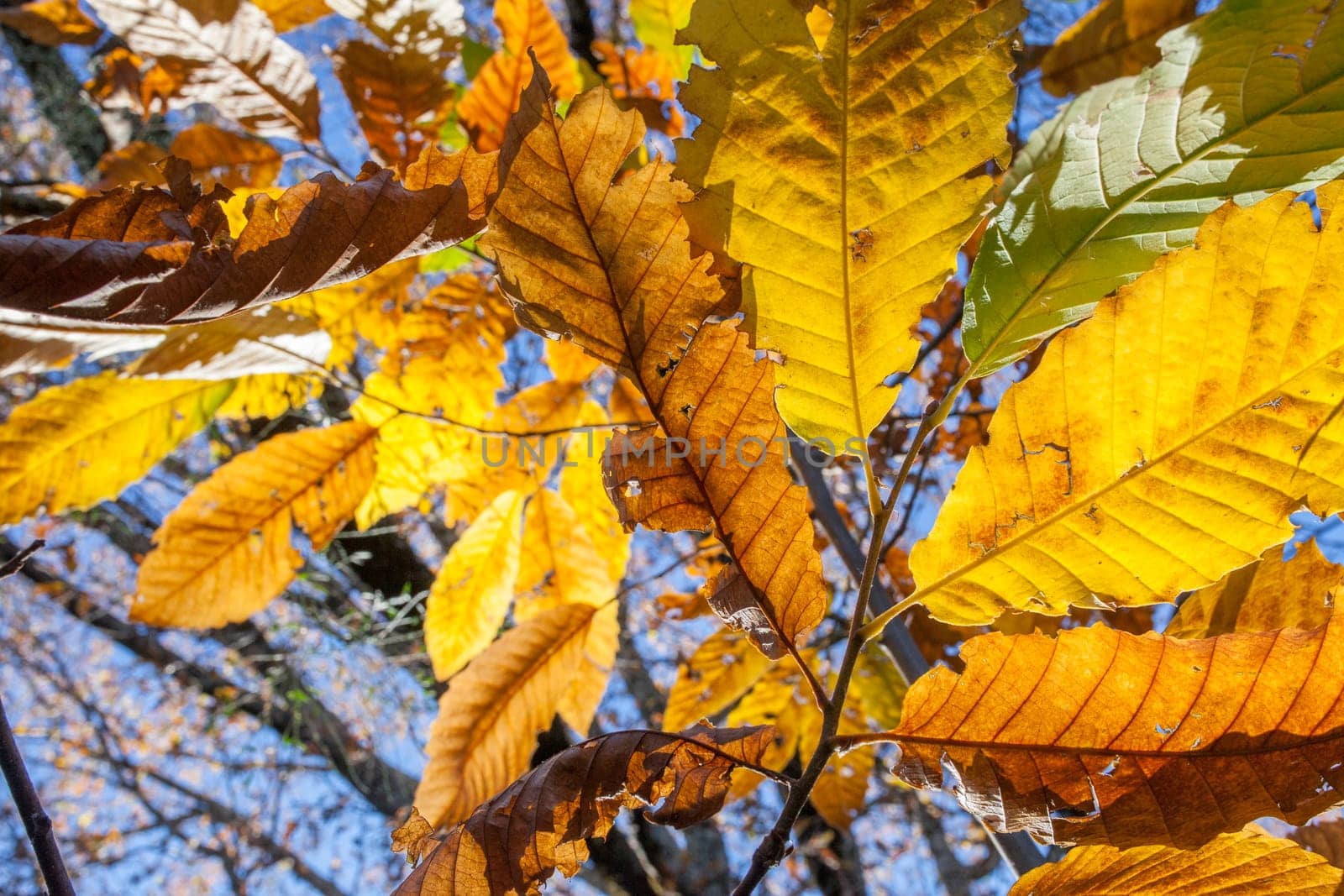 Autumn chestnut leaves. Backlit shot