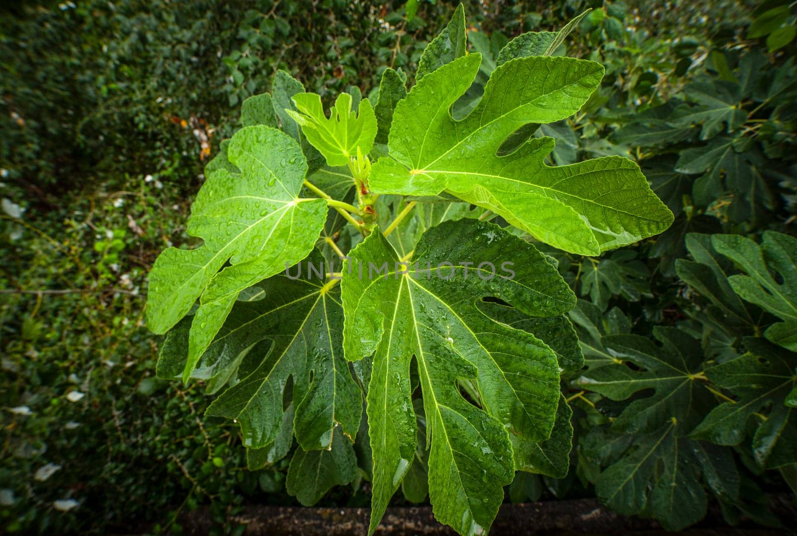 Fig tree top foliage. Overhead shot
