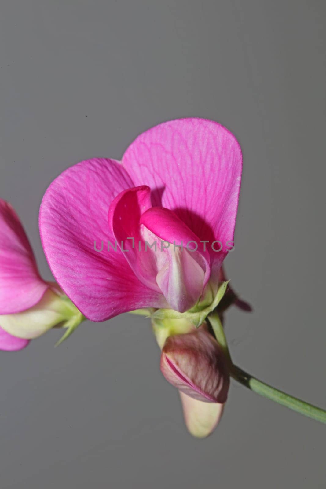 Wild purple flower blossom close up botanical background lathyrus latifolius family leguminosae high quality big size modern print