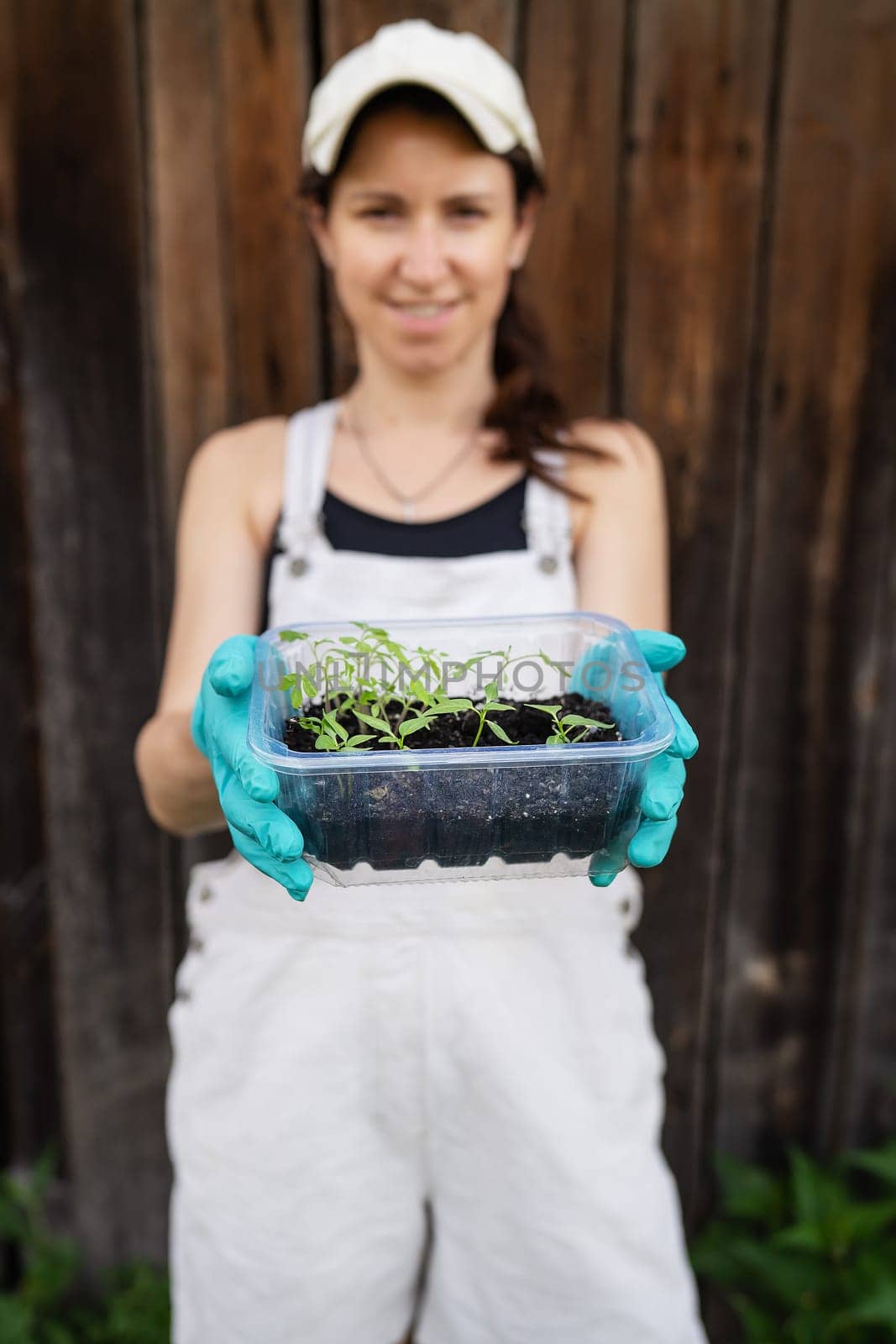 Pepper and tomato seedlings in peaty soil in a plastic seedling tray. Young seedlings of pepper. The concept of gardening and seedlings. Young plant. A young girl holds a container with seedlings in her hands