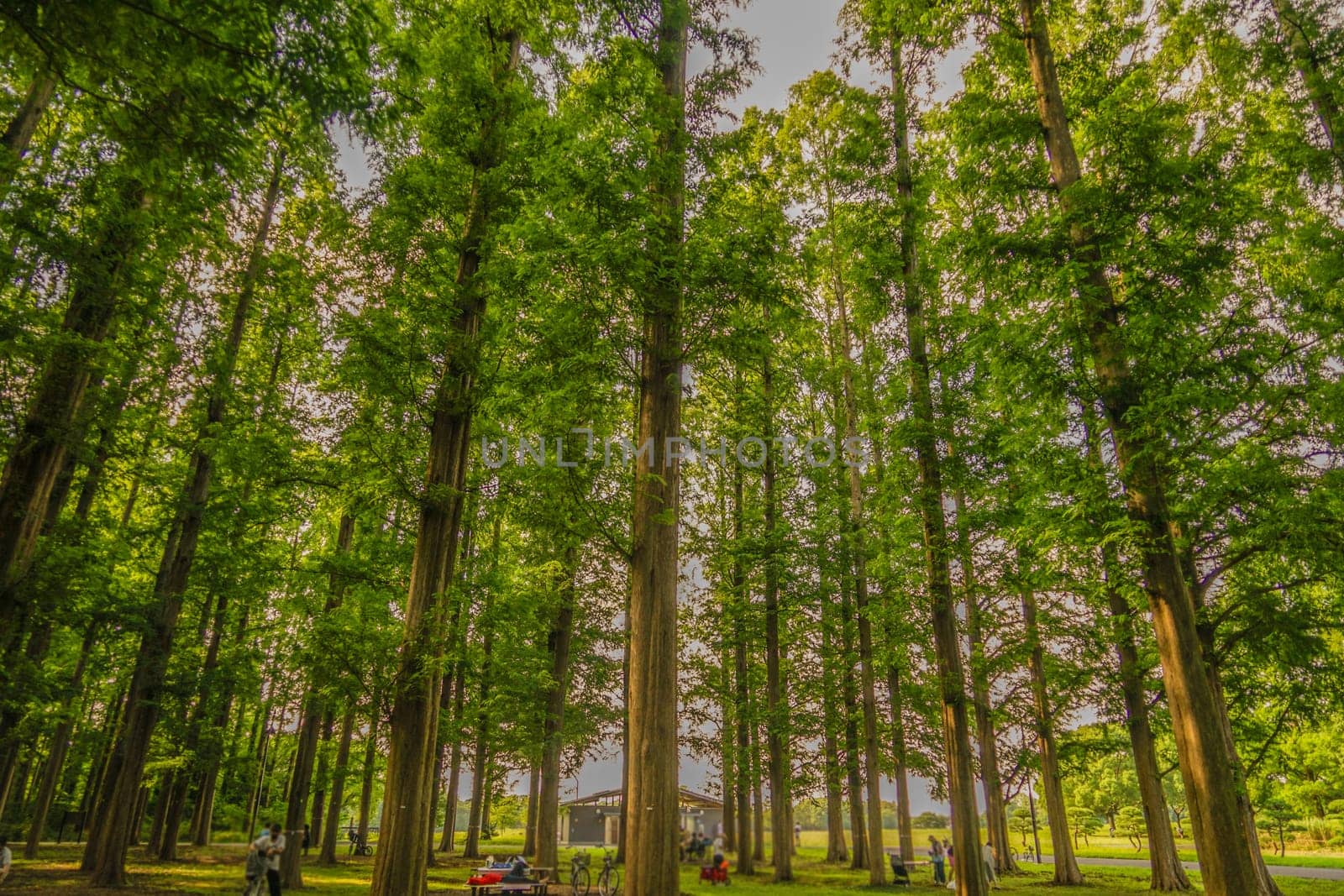 Metasekoya Forest (Mizumoto Park). Shooting Location: Katsushika-ku, Tokyo
