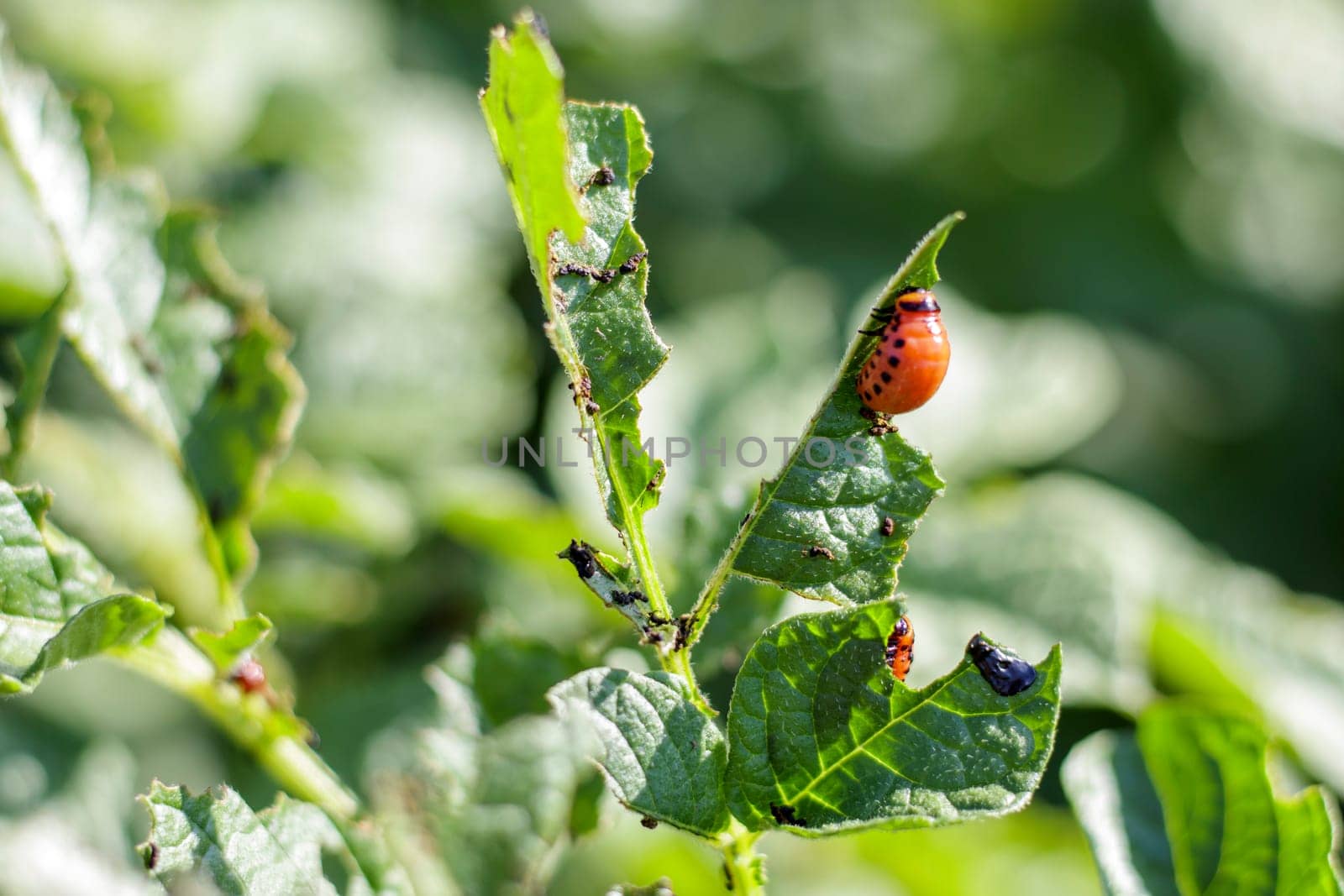 The Colorado beetle larva on potato leaves destroys potato plants and causes great damage to farms. Selective focus. Leptinotarsa decemlineata on a leaf. Dangerous pest for agriculture
