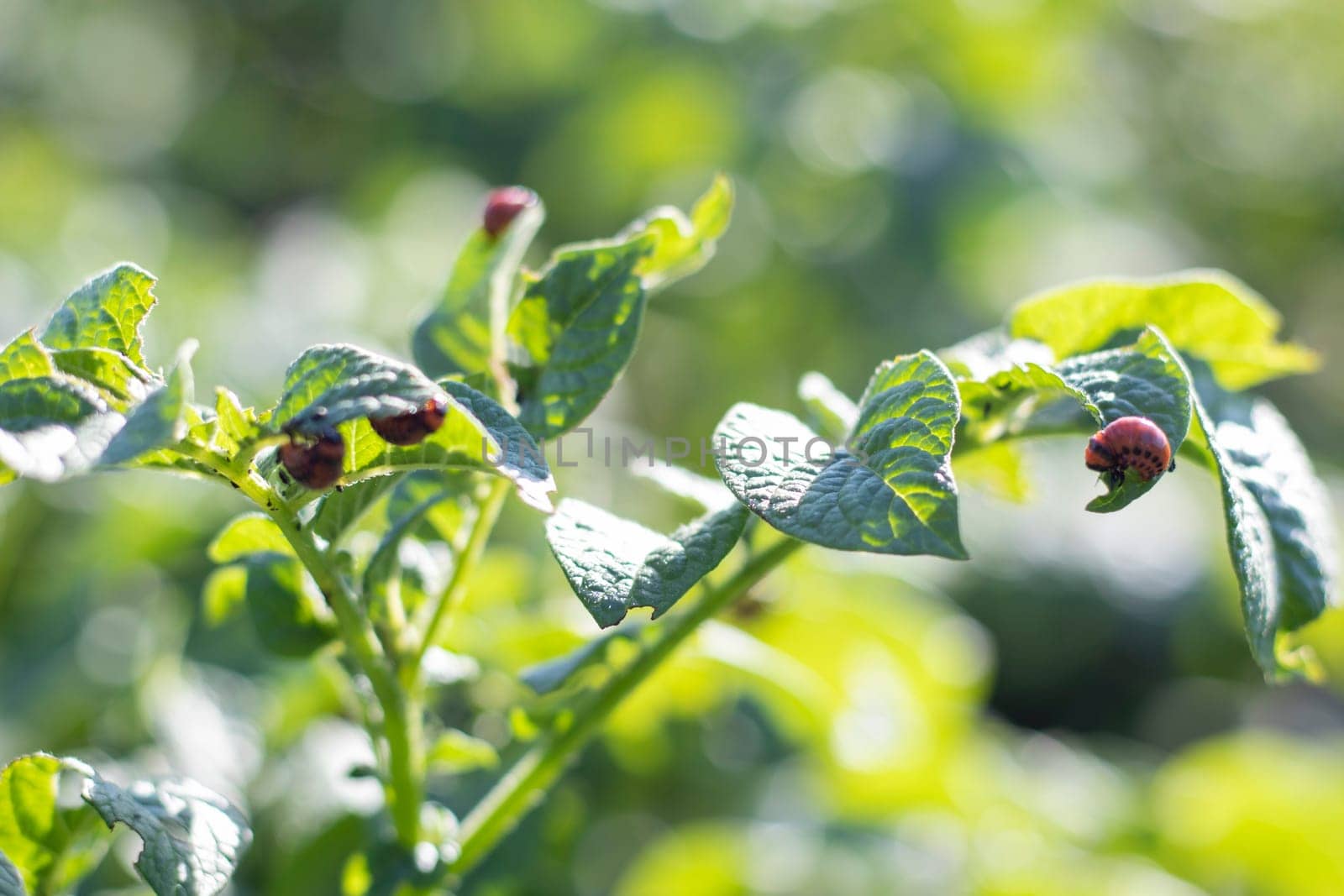 Lots of Colorado beetles. Colorado potato beetle larvae on potato leaves. Potato beetles on foliage in nature, natural background, close view. The ten-striped spearman is the main potato pest