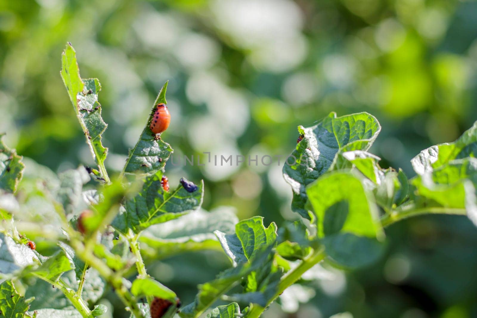 Close-up of a Colorado striped beetle larva on damaged potato leaves. Leptinotarsa Decemlineata. Serious potato pest in garden sunlight. The larvae of the Colorado potato parasite eat the leaves