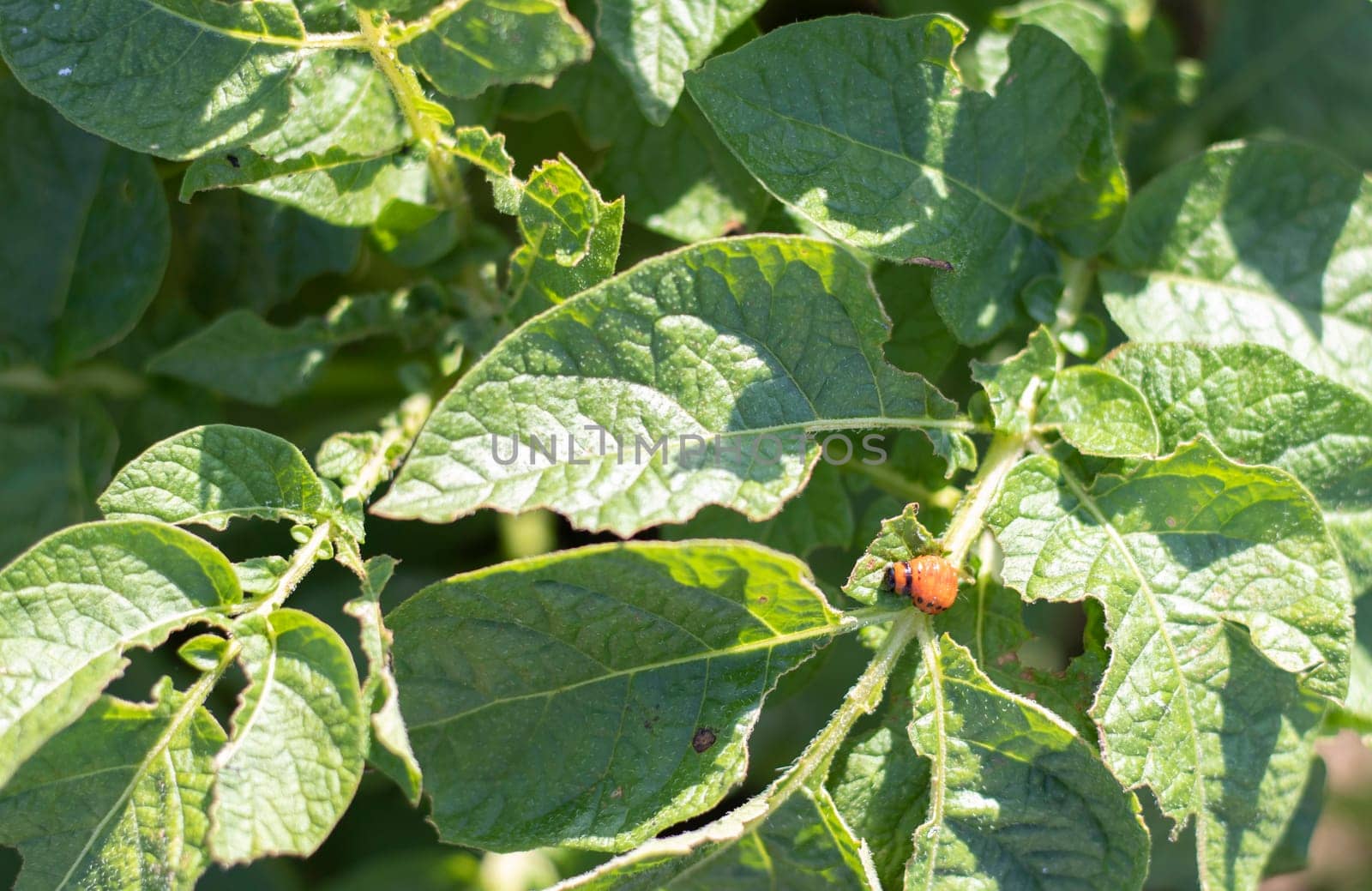 Close-up of a Colorado striped beetle larva on damaged potato leaves. Leptinotarsa Decemlineata. Serious potato pest in garden sunlight. The larvae of the Colorado potato parasite eat the leaves