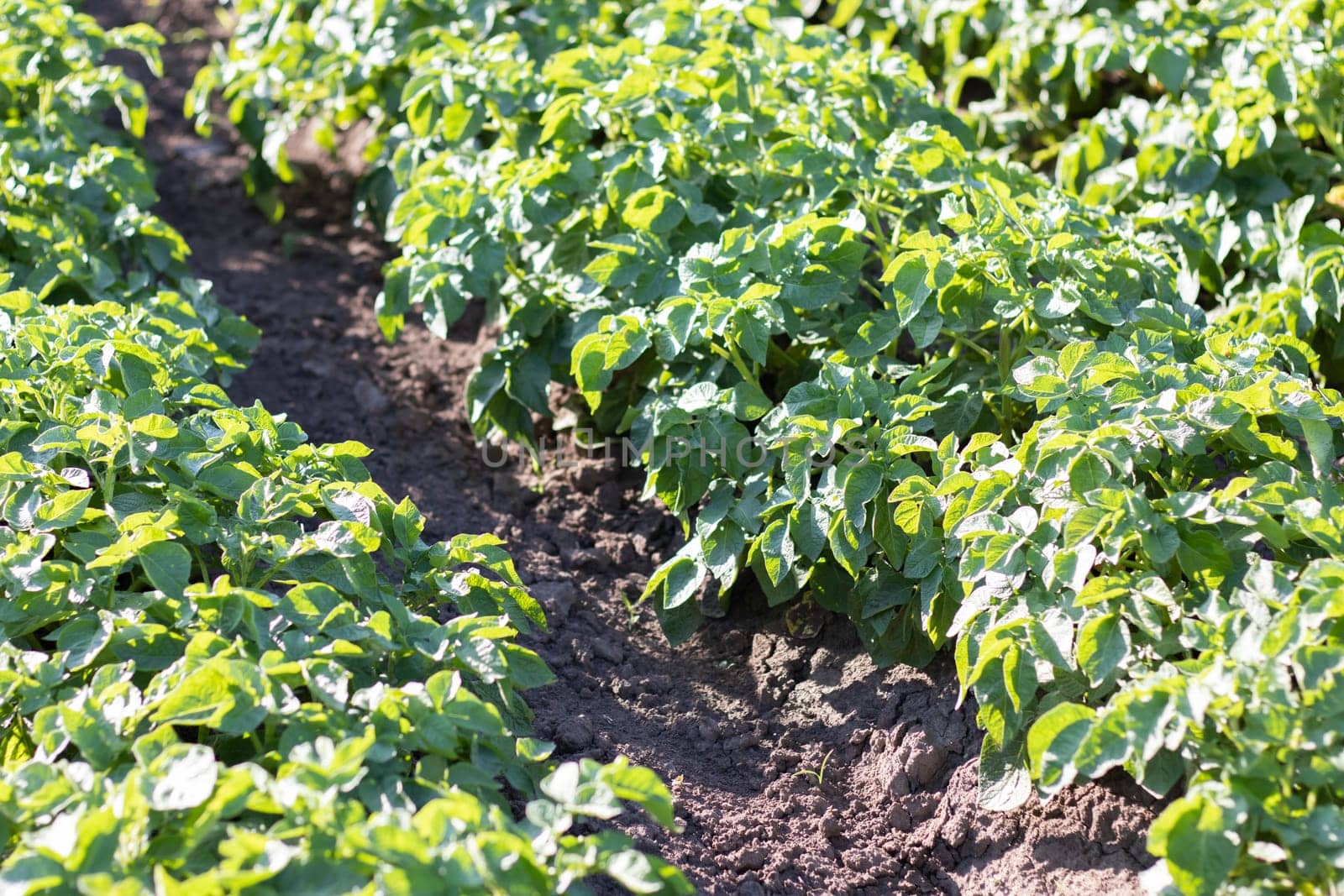Potato plantations grow in the field. Farming, agriculture. Green field of potatoes in a row. Potato plantations, solanum tuberosum. Summer landscape with agricultural land