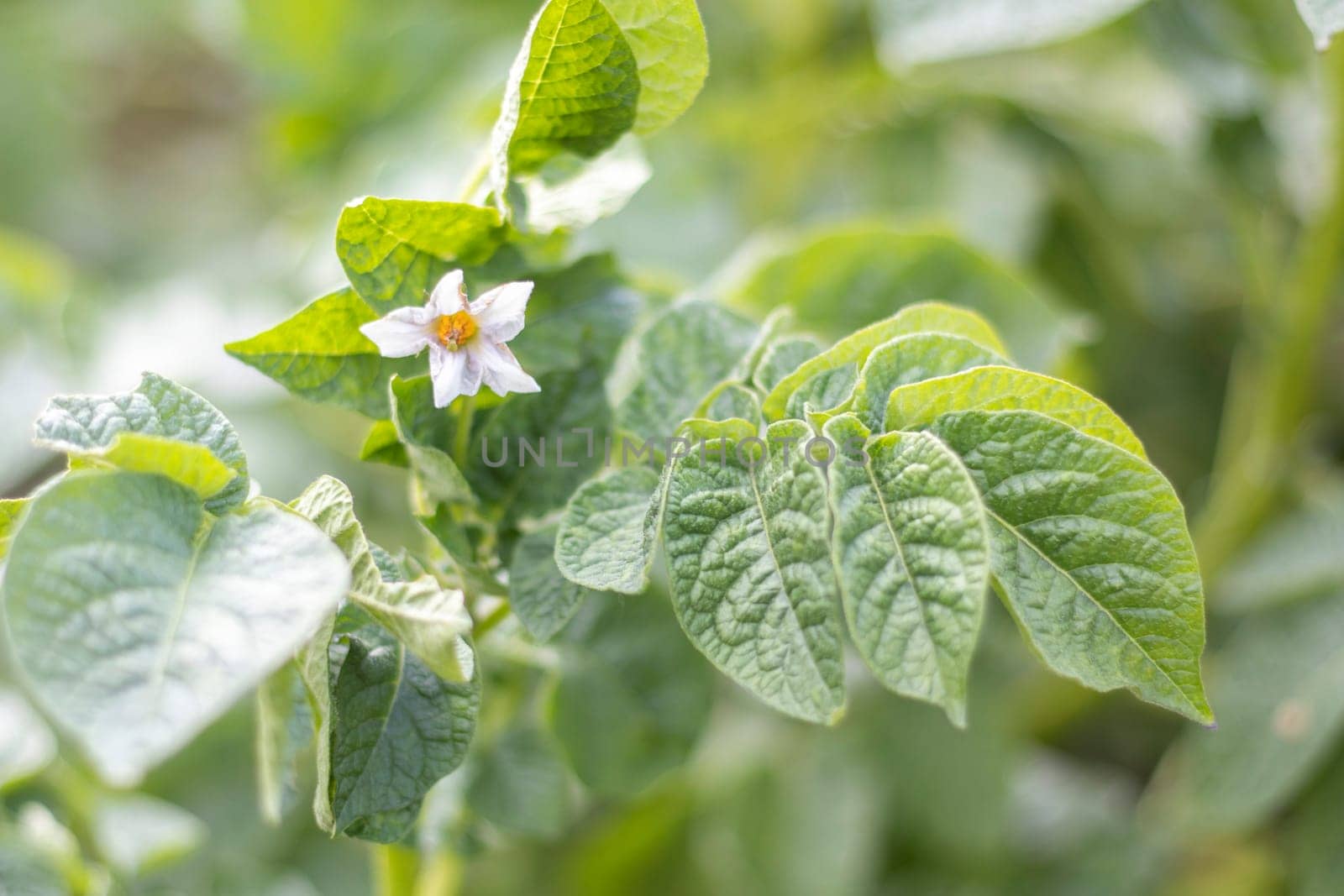 Potato sprouts on a farm bed. Flowering ripening potatoes. Potato plantations grow in the field. Farming, agriculture. New potatoes. Blooming potato field with flowers. Green field of potatoes