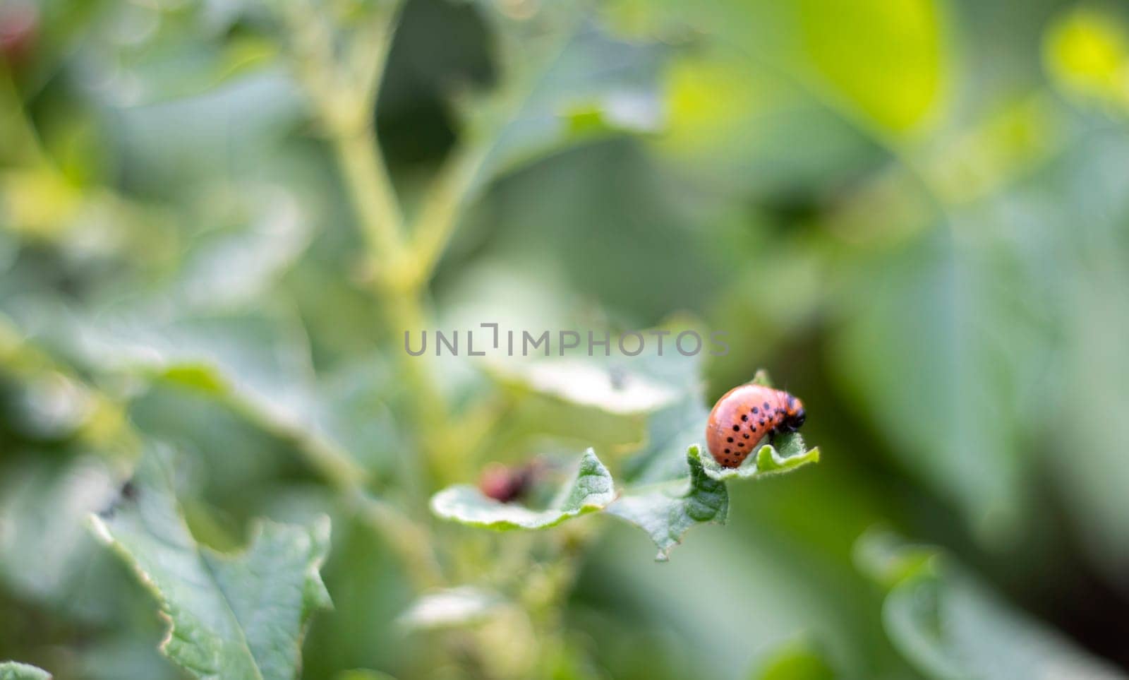 The Colorado beetle larva on potato leaves destroys potato plants and causes great damage to farms. Selective focus. Leptinotarsa decemlineata on a leaf. Dangerous pest for agriculture