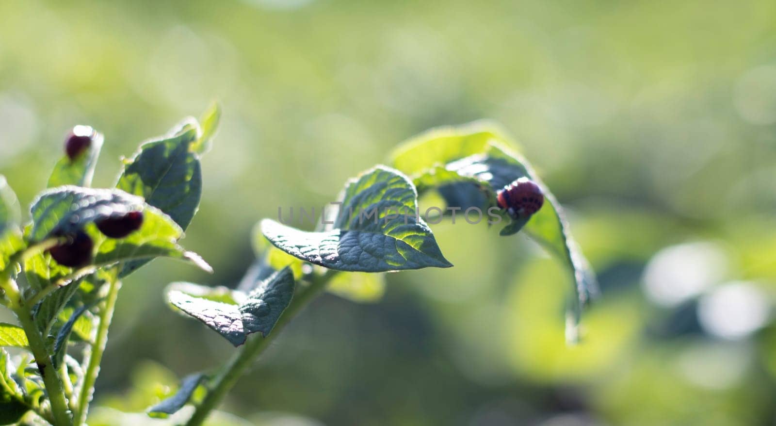 The Colorado beetle larva on potato leaves destroys potato plants and causes great damage to farms. Selective focus. Leptinotarsa decemlineata on a leaf. Dangerous pest for agriculture